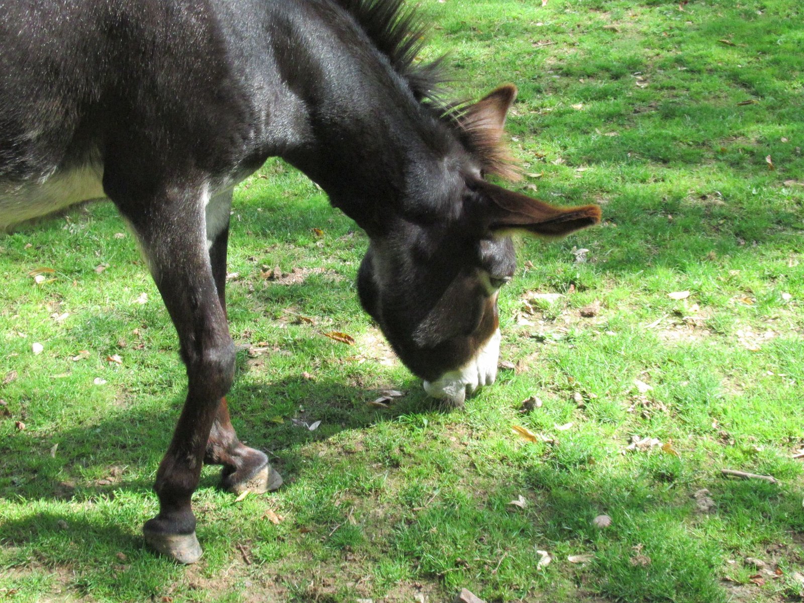 Gros plan d'un âne des Pyrénées