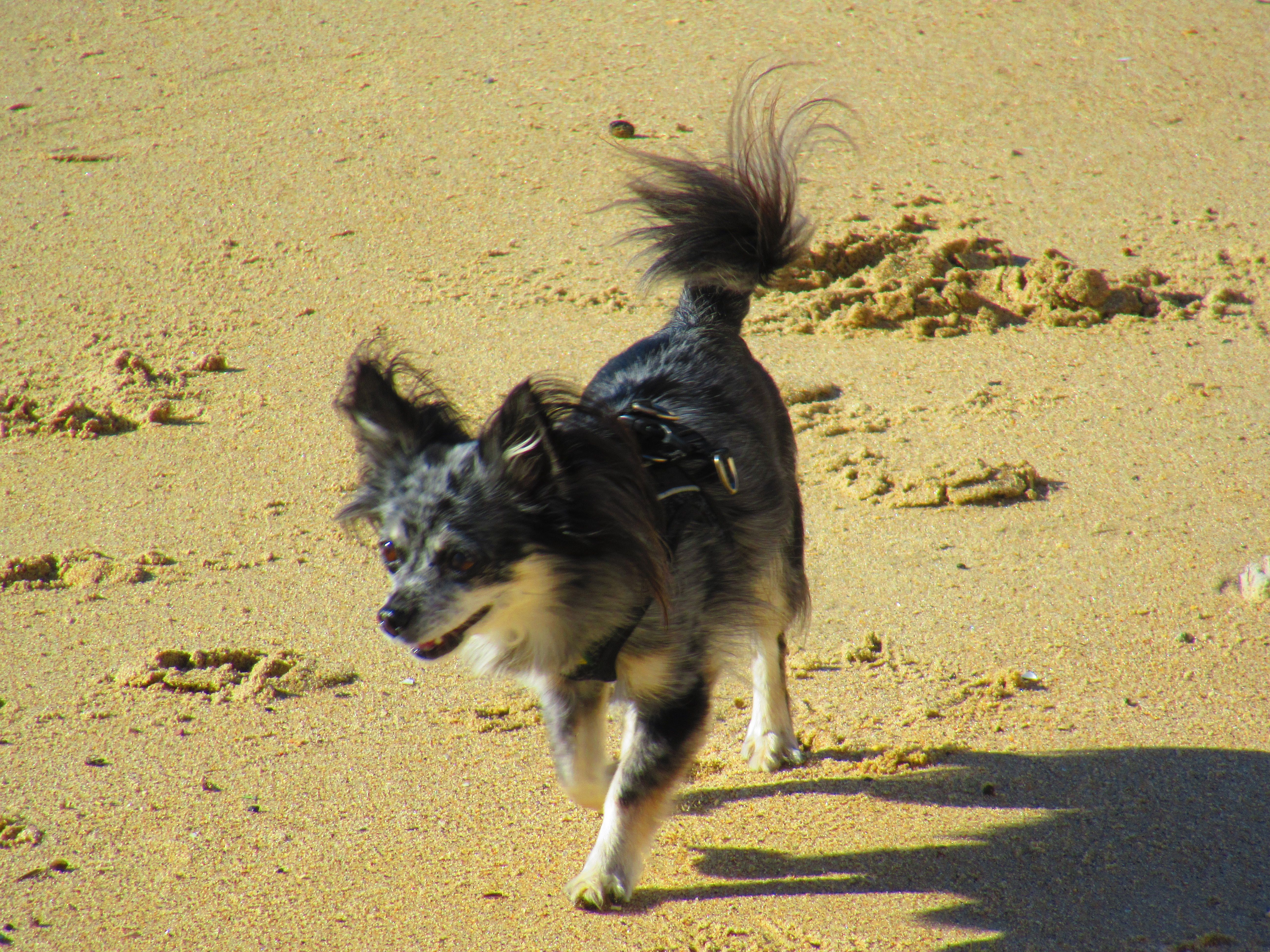 Chien sur la plage