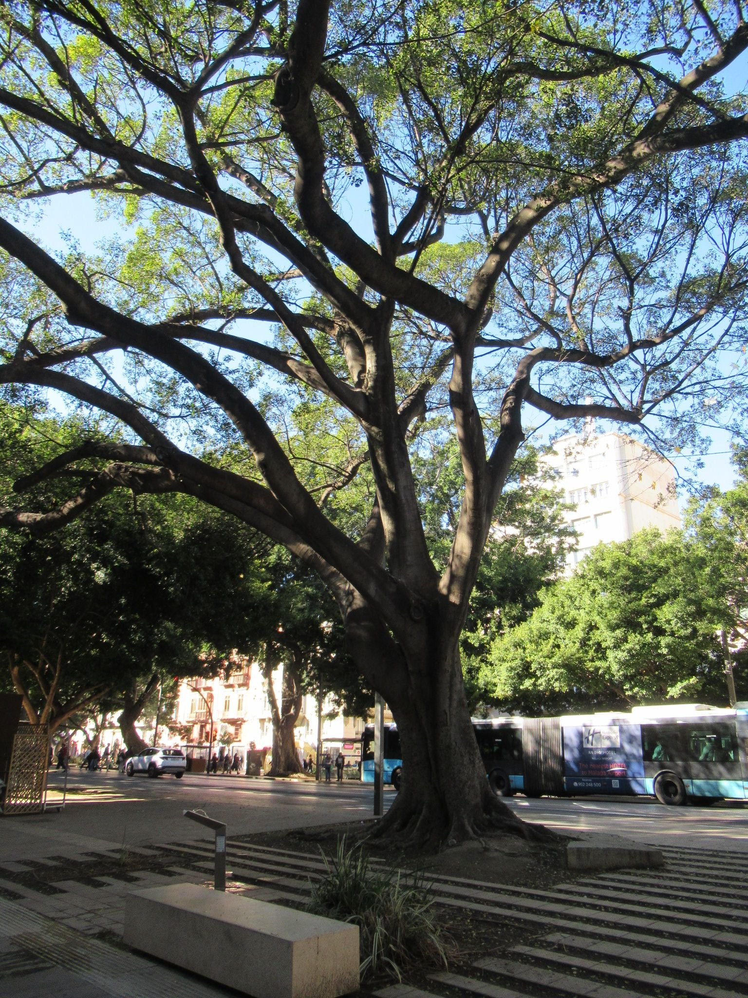 Un arbre, photo gratuite