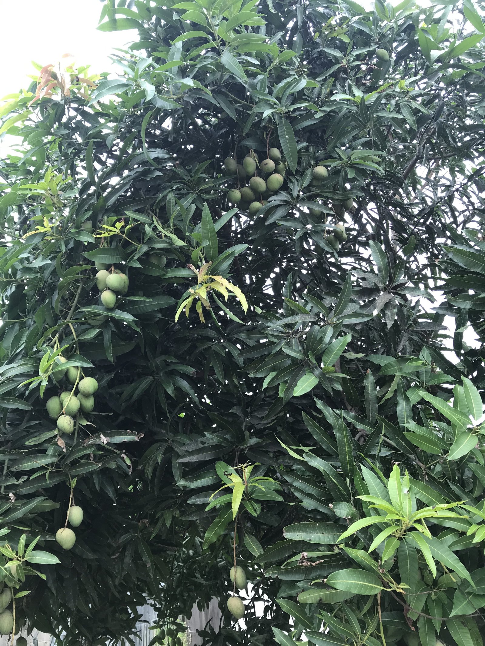 Un manguier chargé des mangues photo gratuite