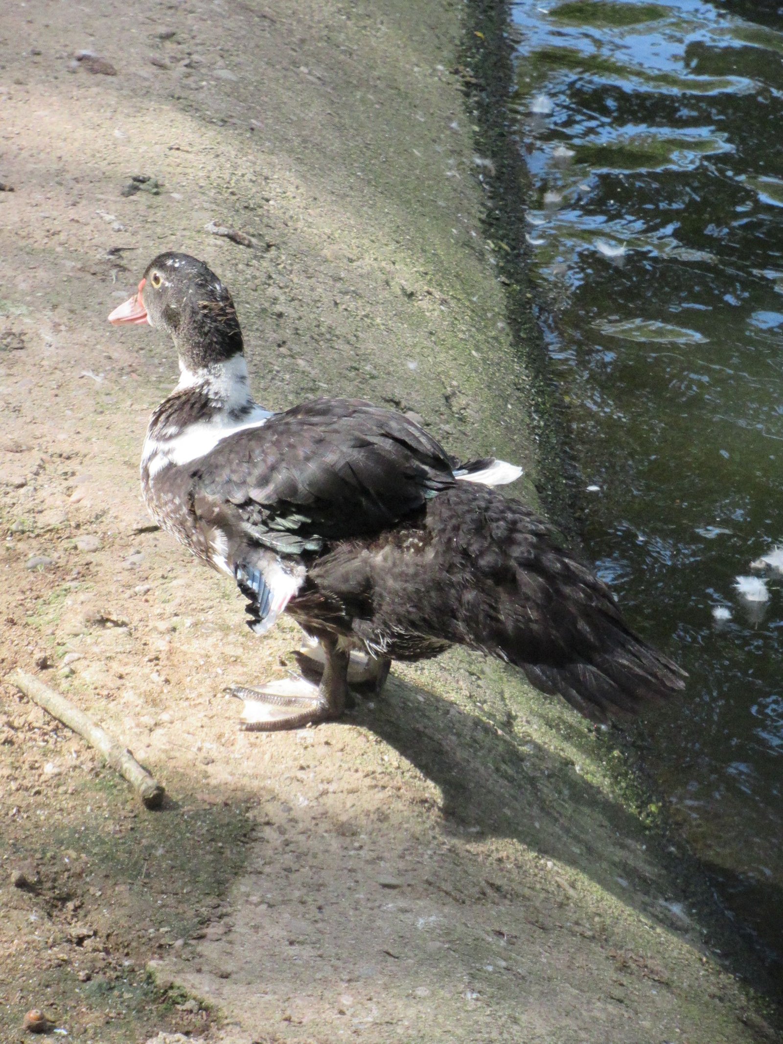 Le canard et la boue photo gratuite