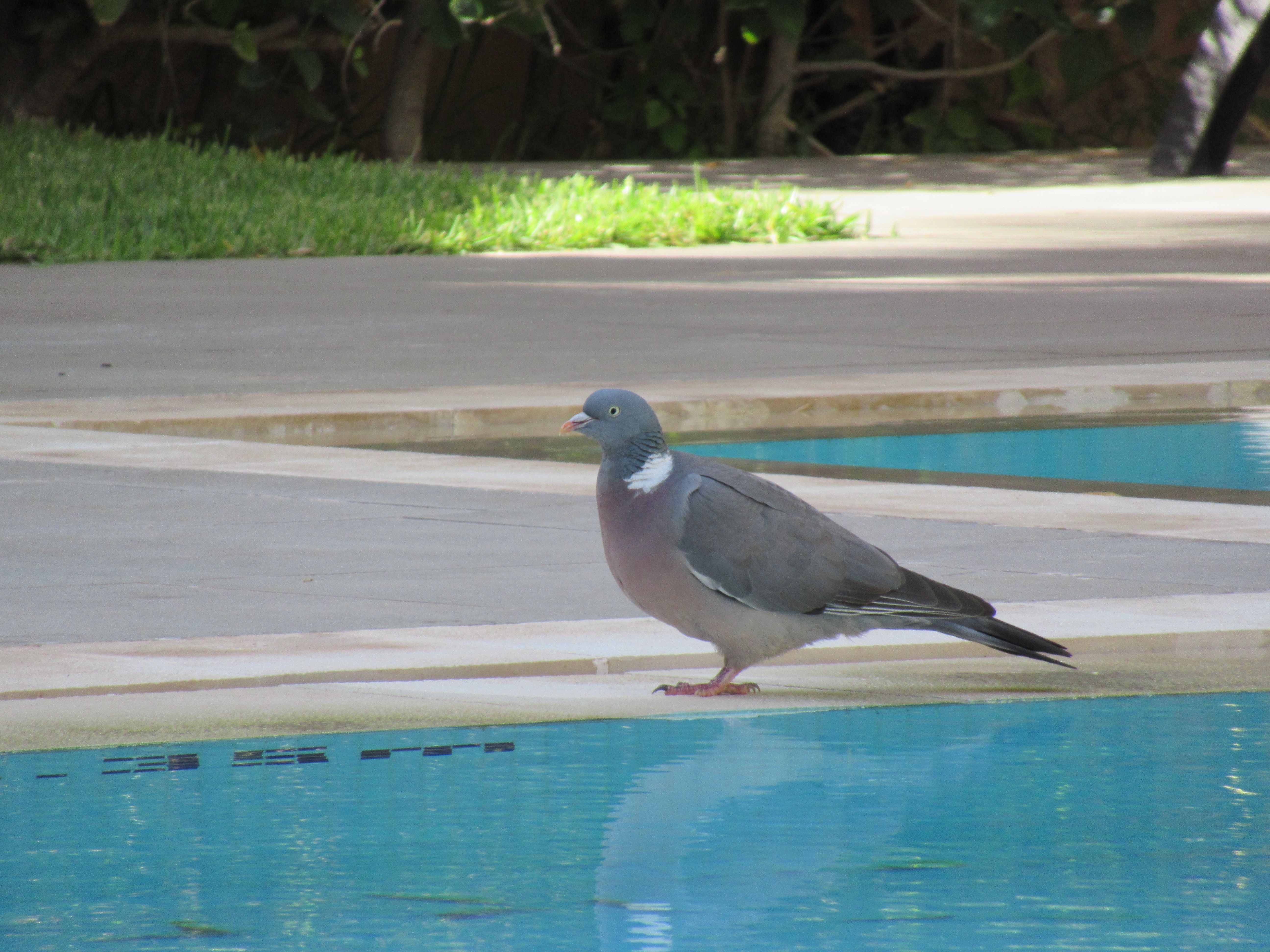 Pigeon à la piscine