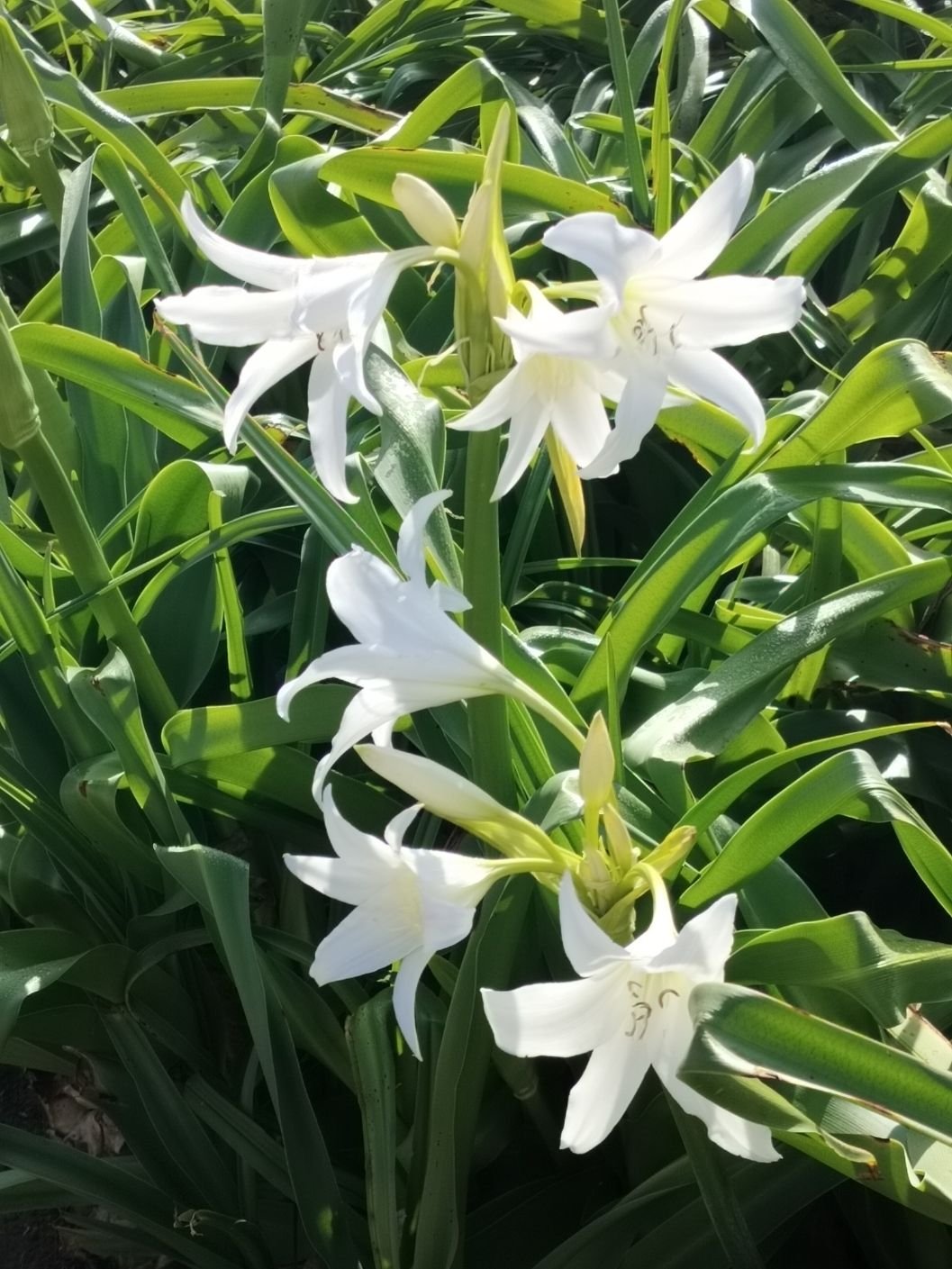 Crinoles de powell blanches