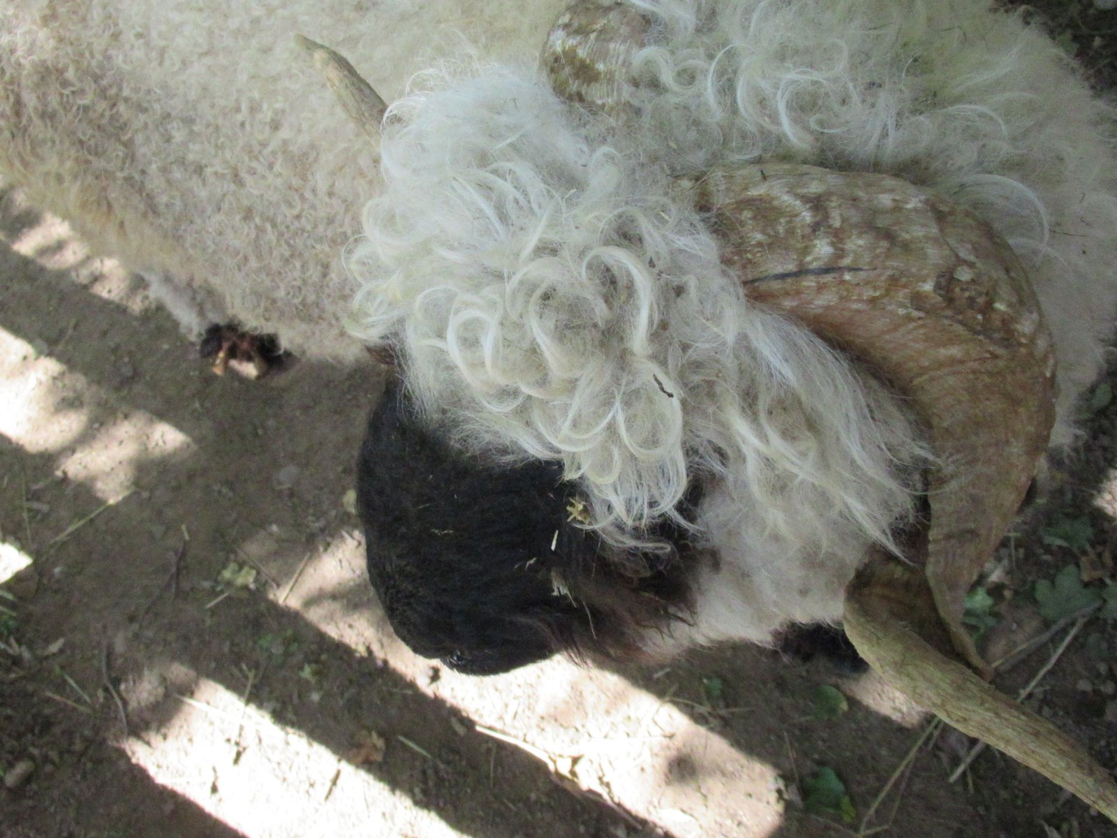 Tête de mouton nez noir