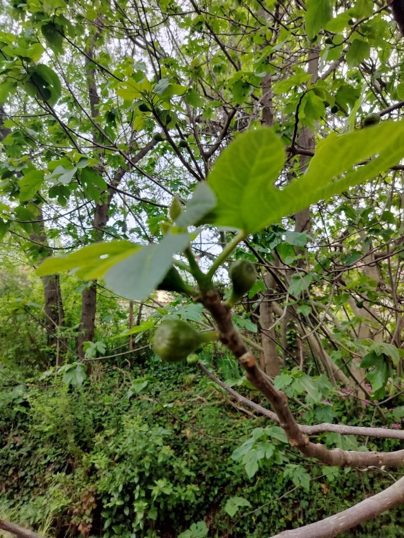 Figues vertes sur un arbre