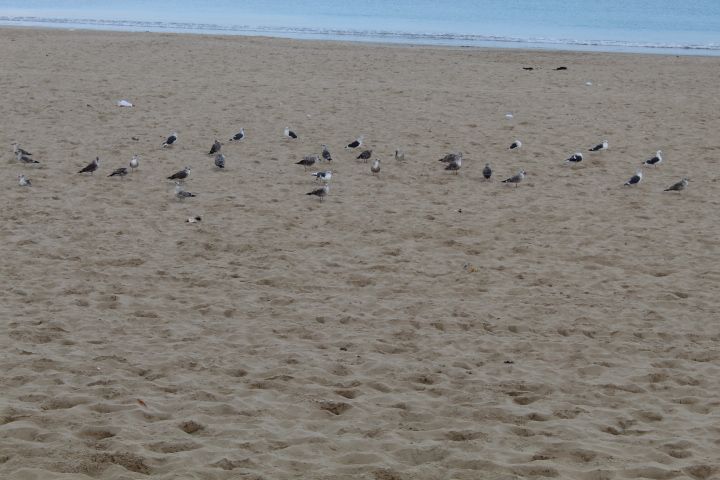 Mouettes sur une plage sablonneuse avec la mer en arrière-plan photo gratuite