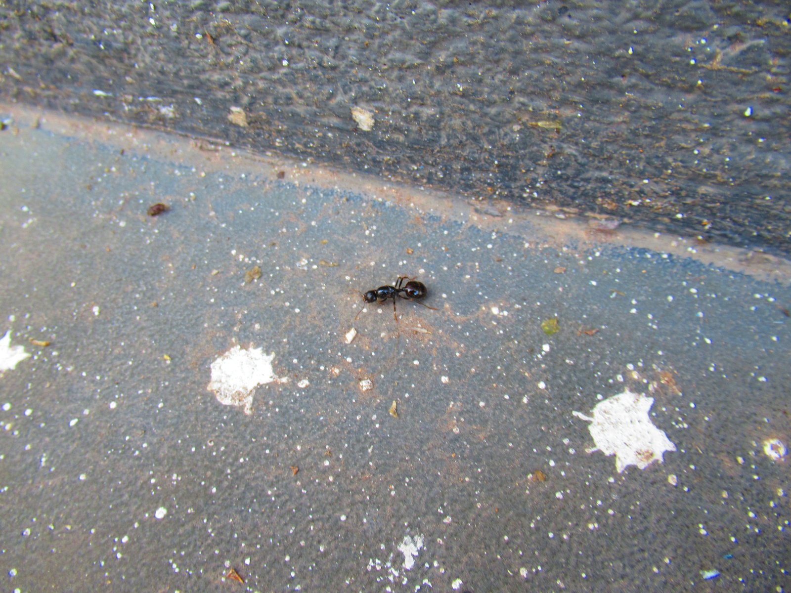 Fourmi noire, Messor barbarus sur le sol photo gratuite