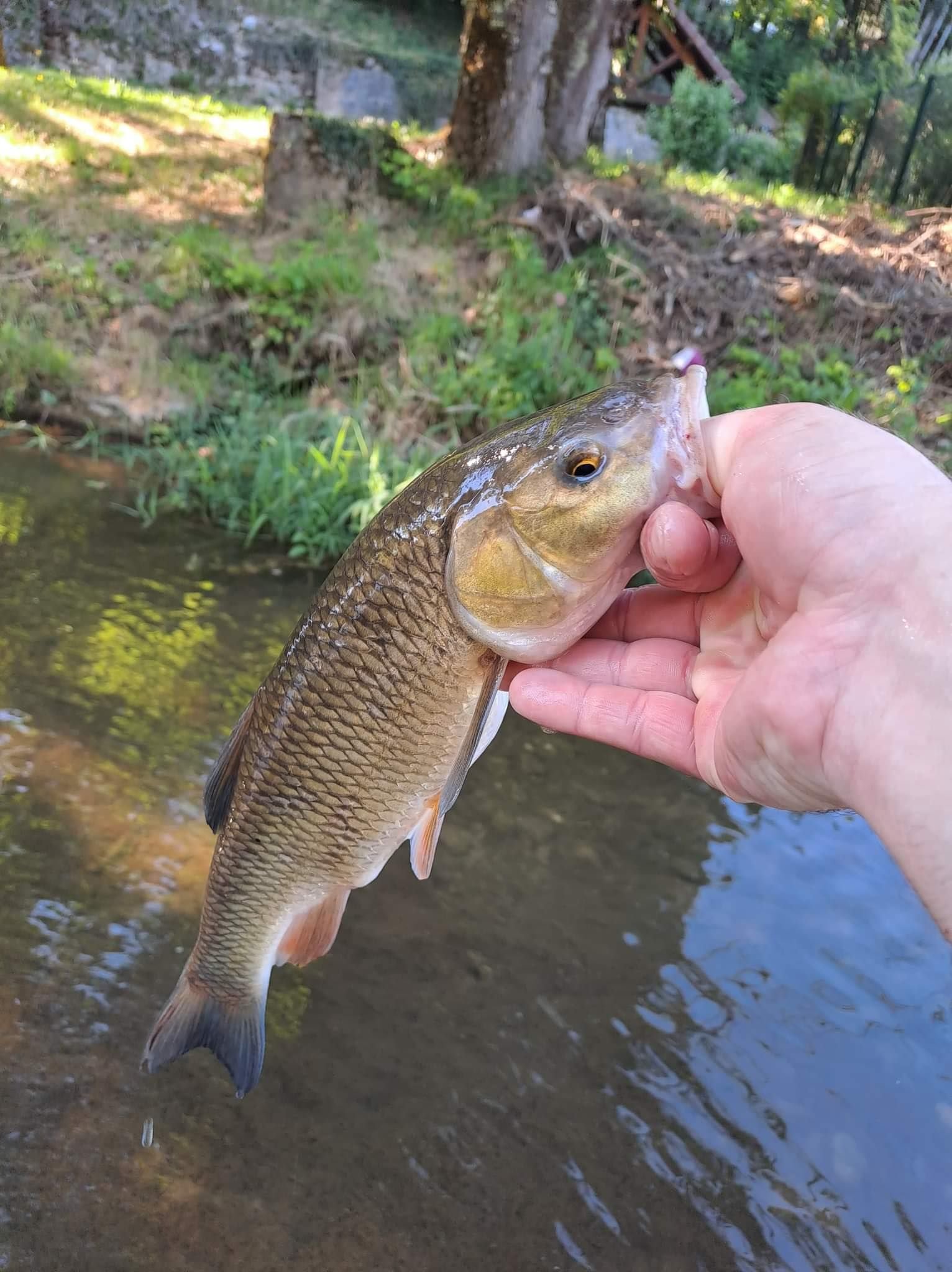 Main d'homme attrapant un chevesne sur une rivière
