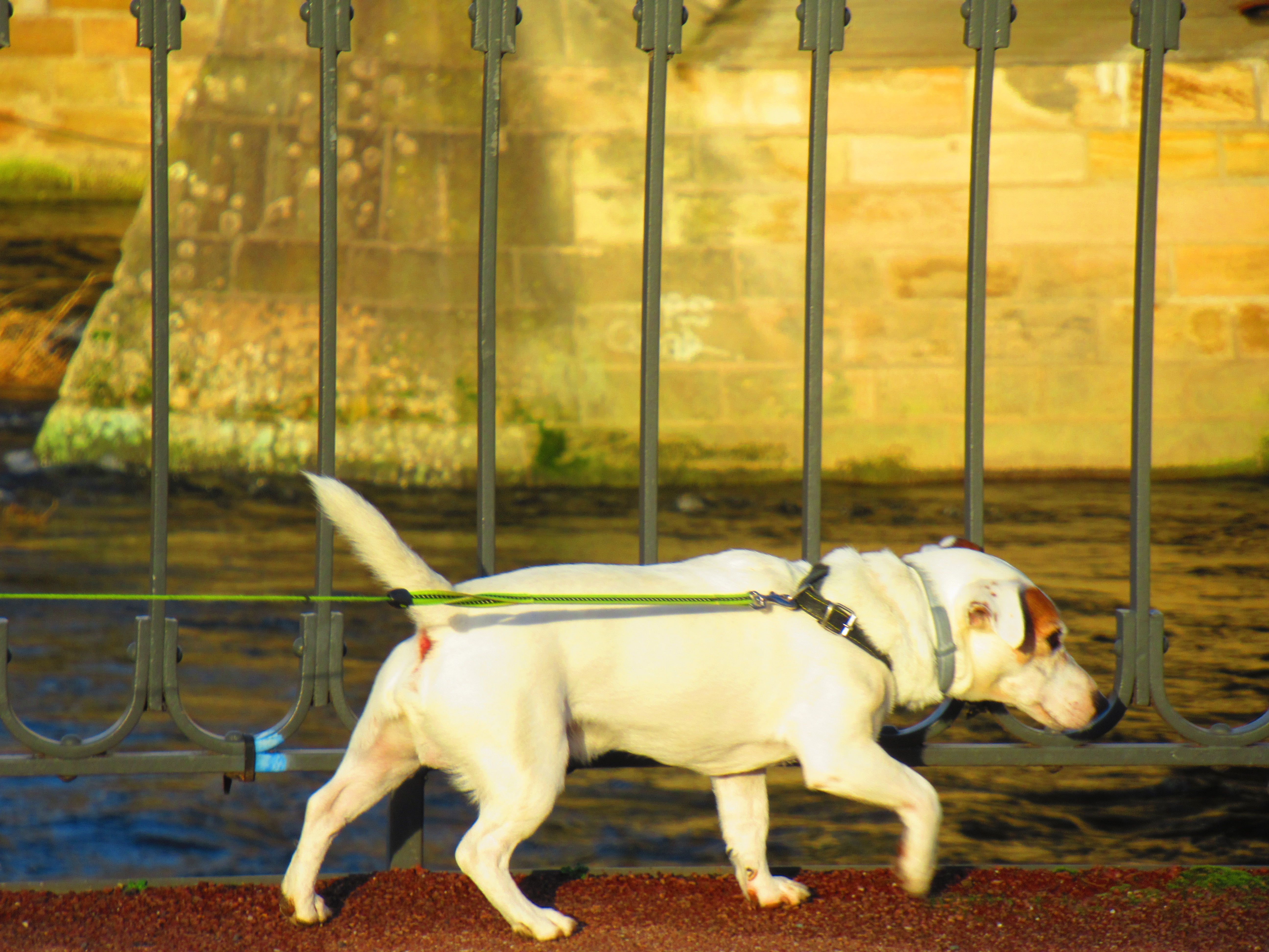 Chien en laisse qui se promène