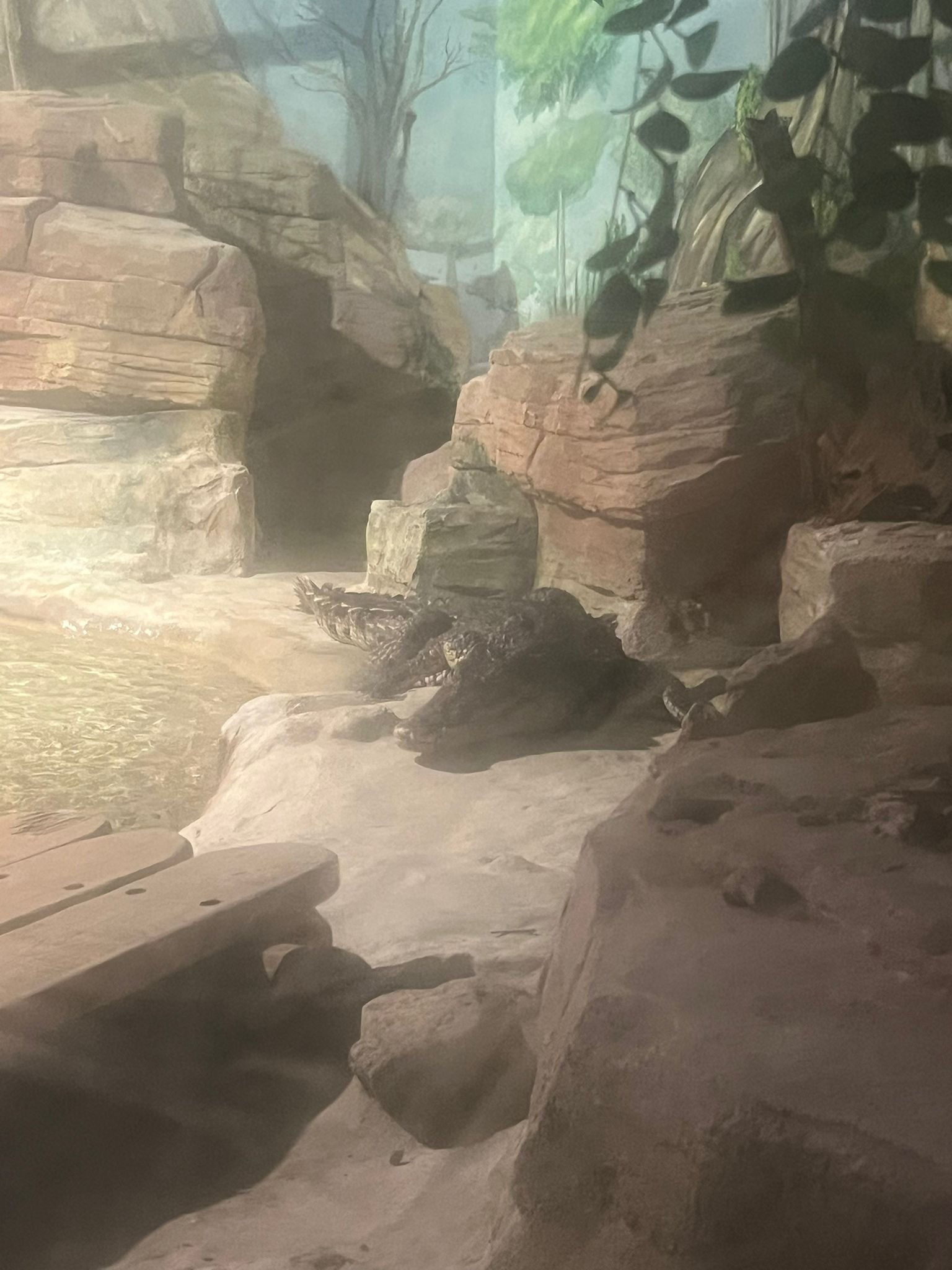 Crocodile dans un enclos, Zoo d'Amneville, Moselle, Lorraine, photo gratuite