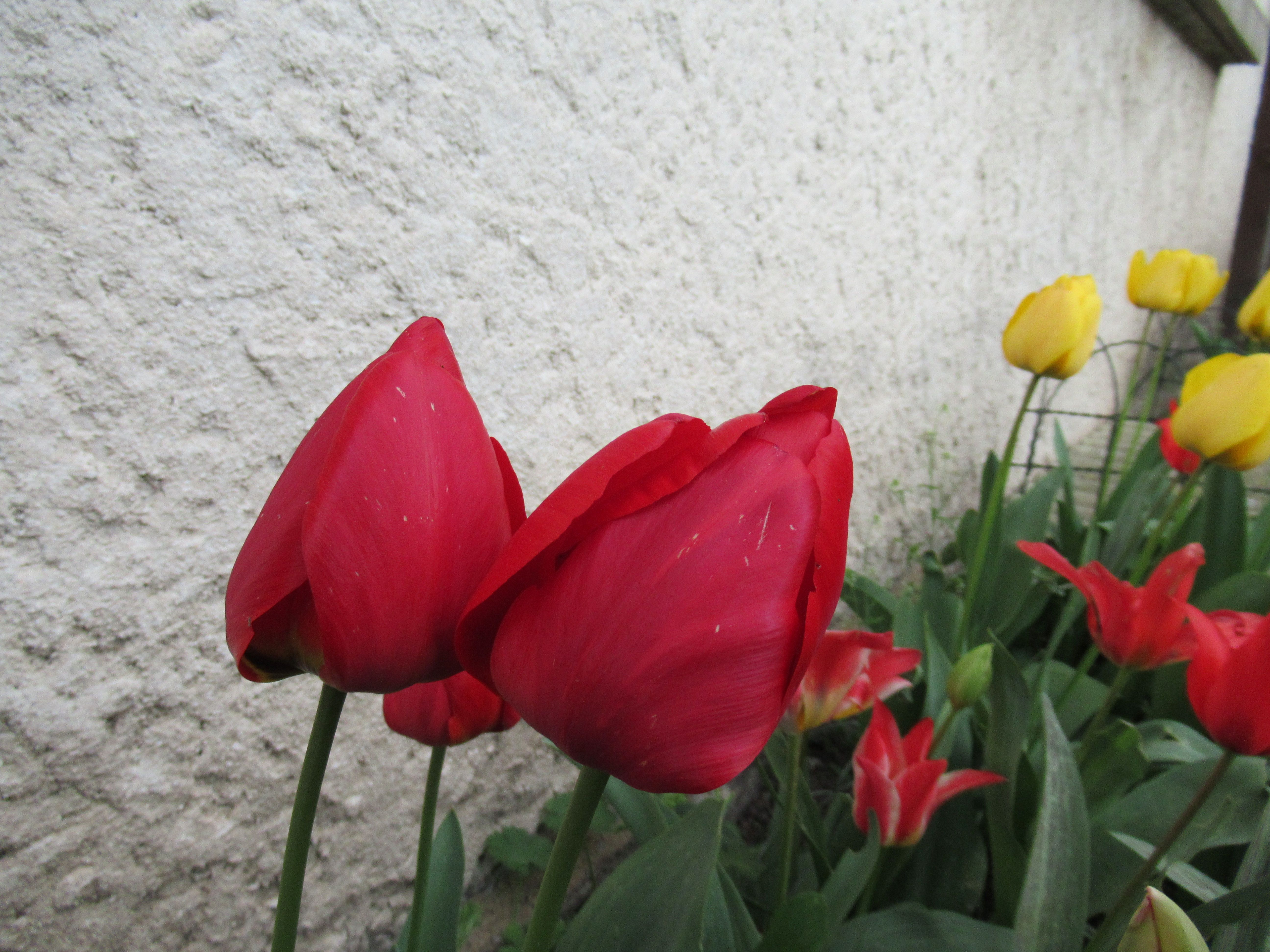 Tulipes jaunes