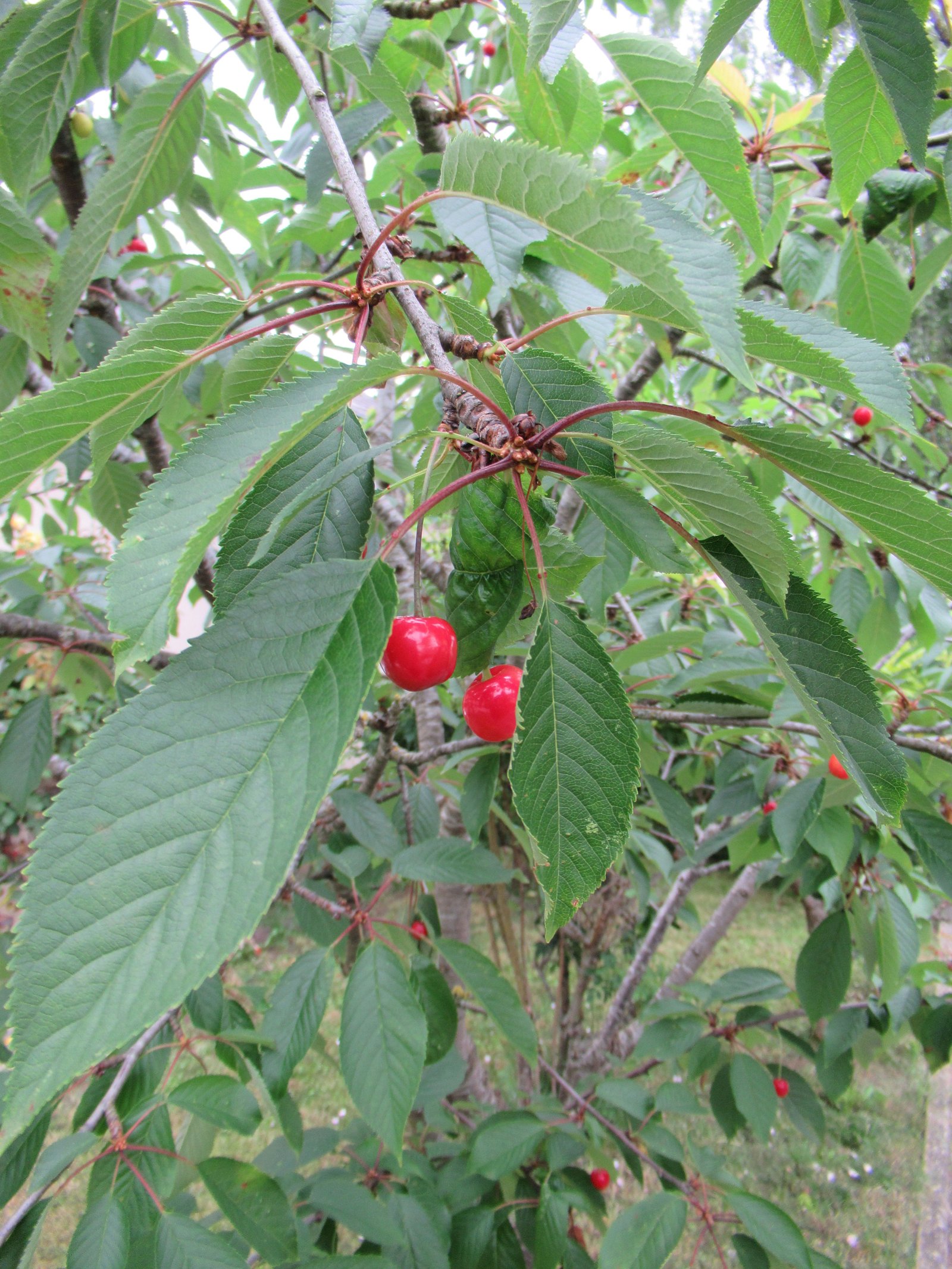 Gros plan sur des cerises mûres sur un arbre