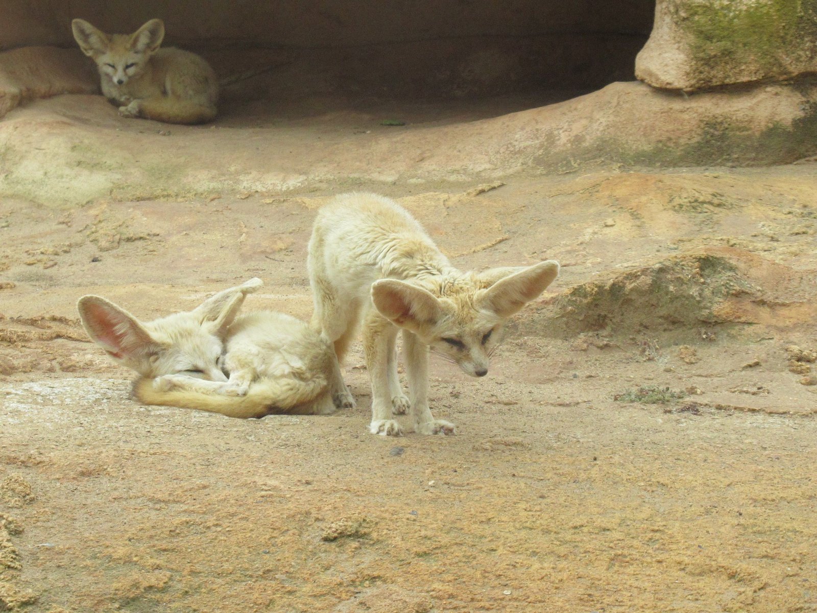 Fennec Renards près de leur tanière au zoo de Rabat