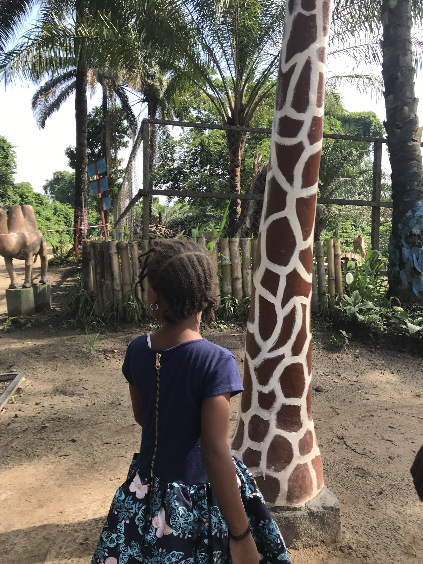 Une fille au parc observant les chameaux