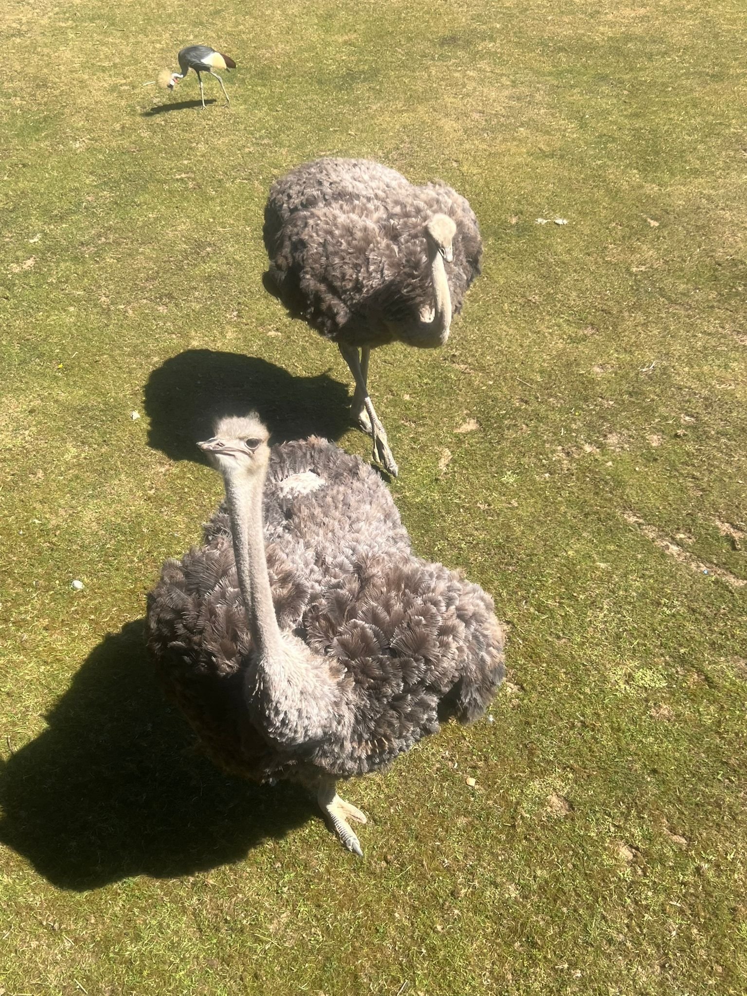 Autruches, Zoo d'Amneville, Moselle, Lorraine, photo gratuite