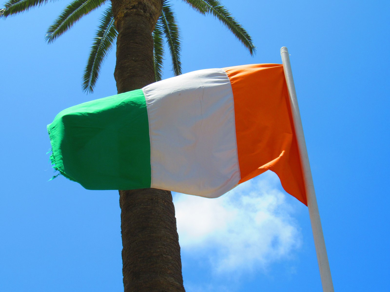 Le drapeau national de l'Irlande devant un palmier, photo gratuite