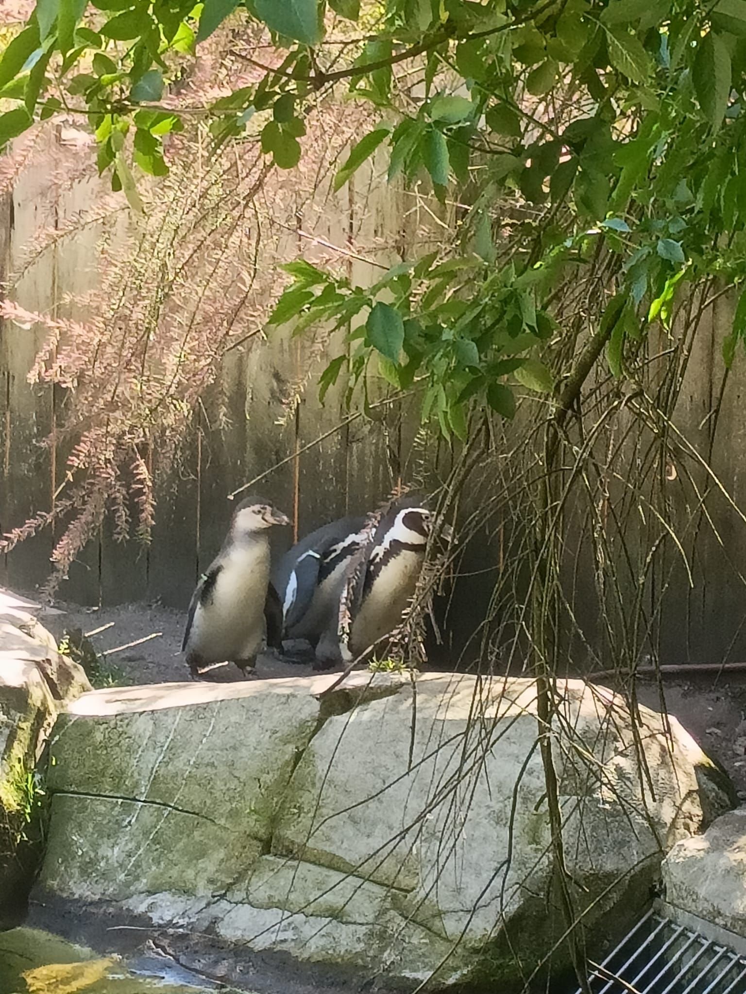Manchots de Humboldt dans une zonz rocheuse, Zoo d'Amnéville, Moselle, Lorraine, photo gratuite