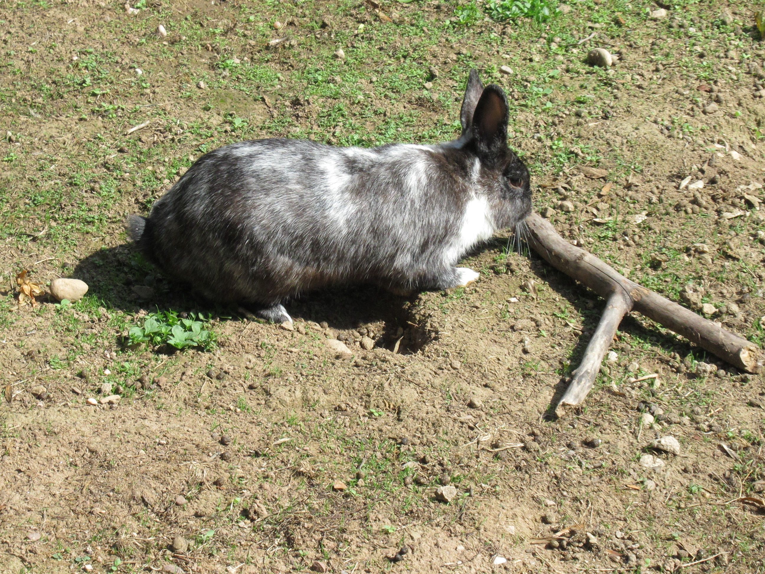 Lapin qui ronge un morceau de bois