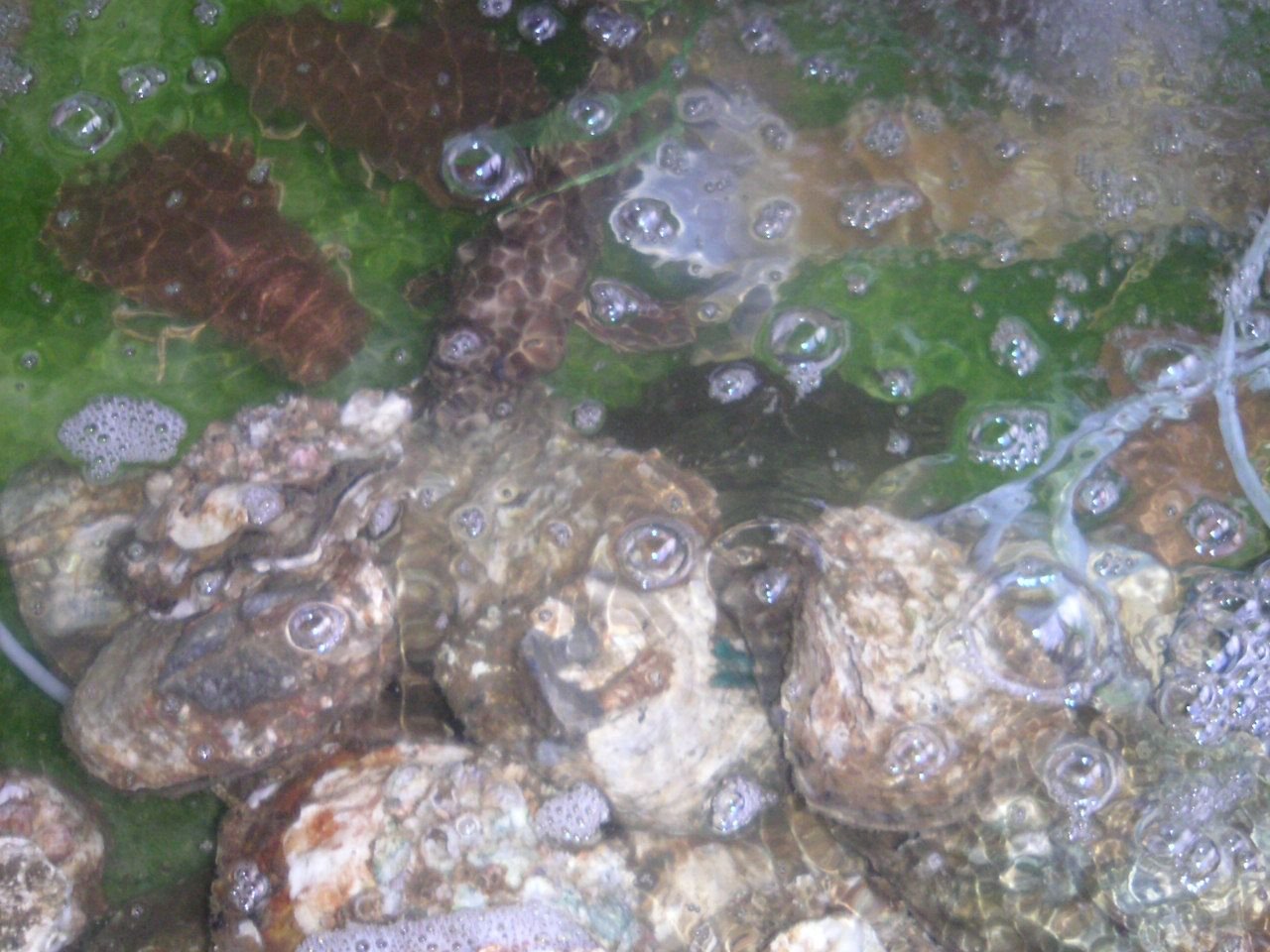 L'espèce de poulpe d'eau, photo gratuite