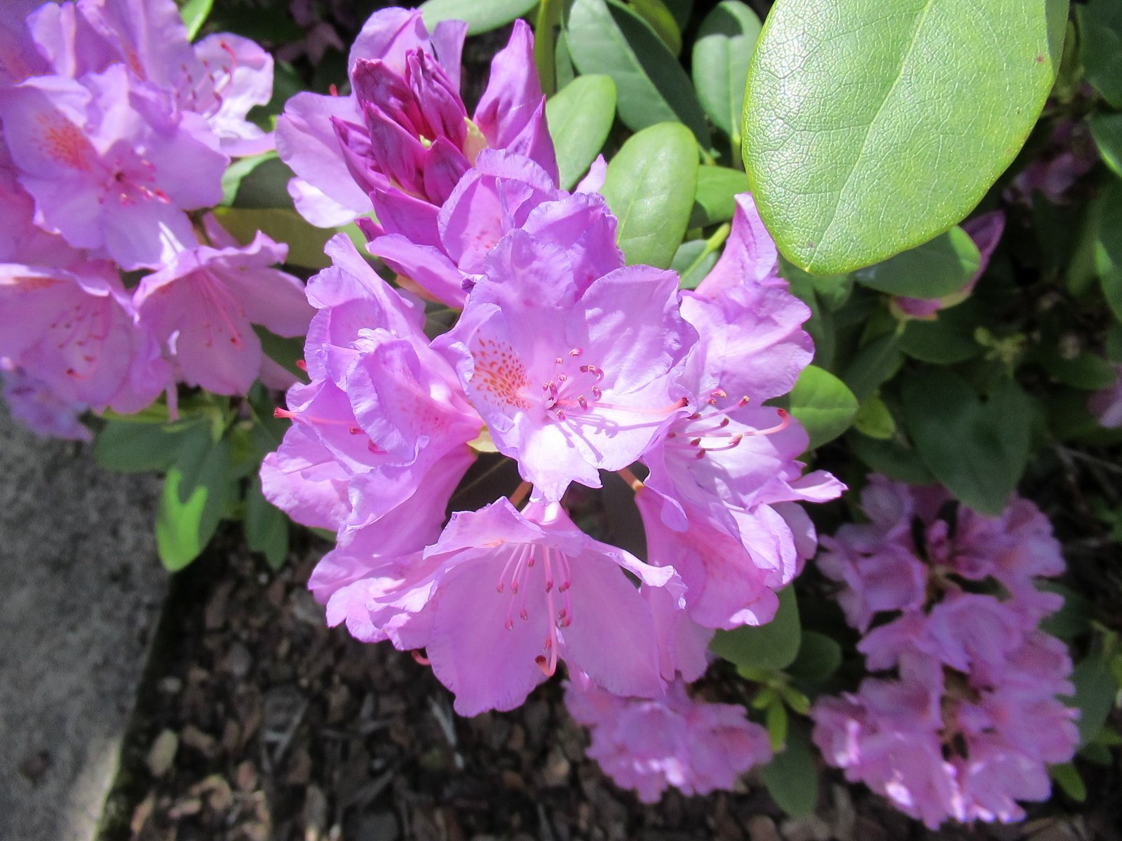 Fleurs d'azalée violettes