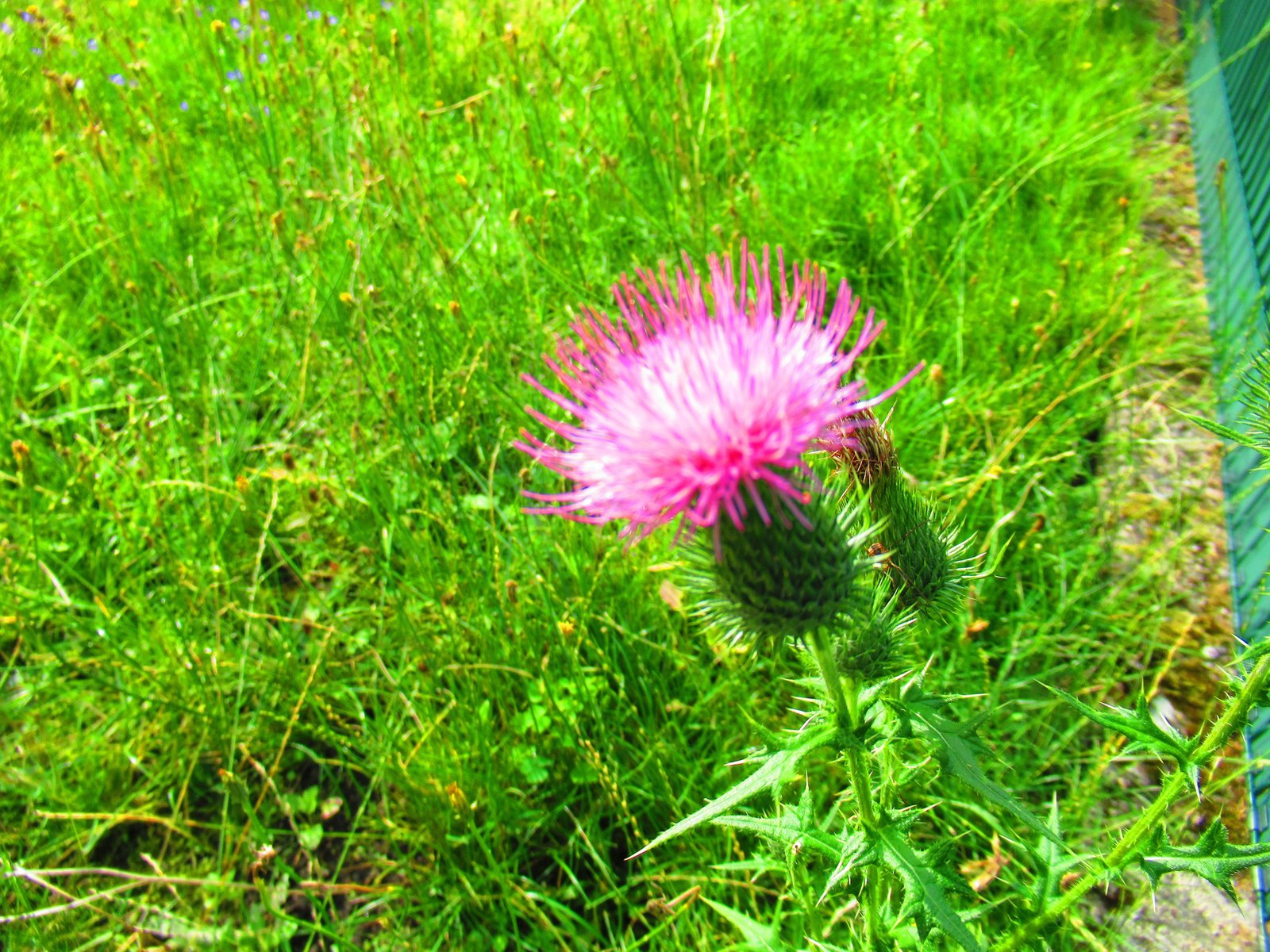 Chardon-marie, plante, photo gratuite