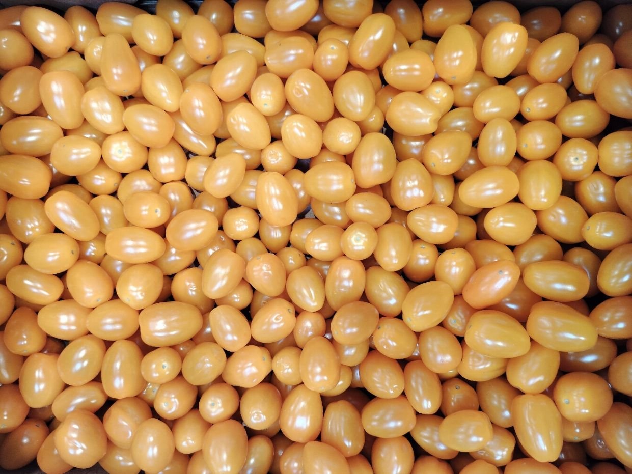 Tomates cerises jaunes