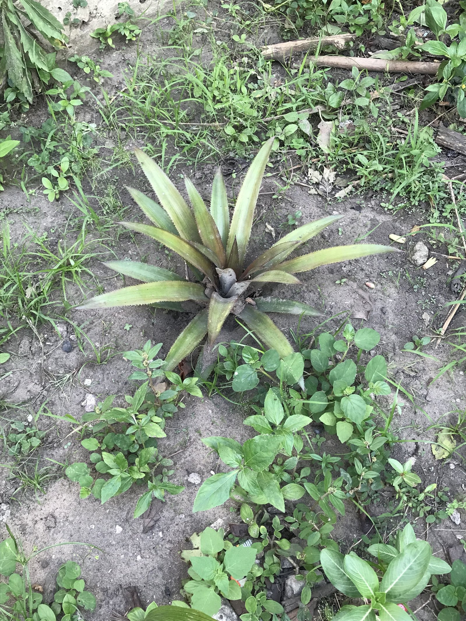 Ananas plante herbacée photo gratuite