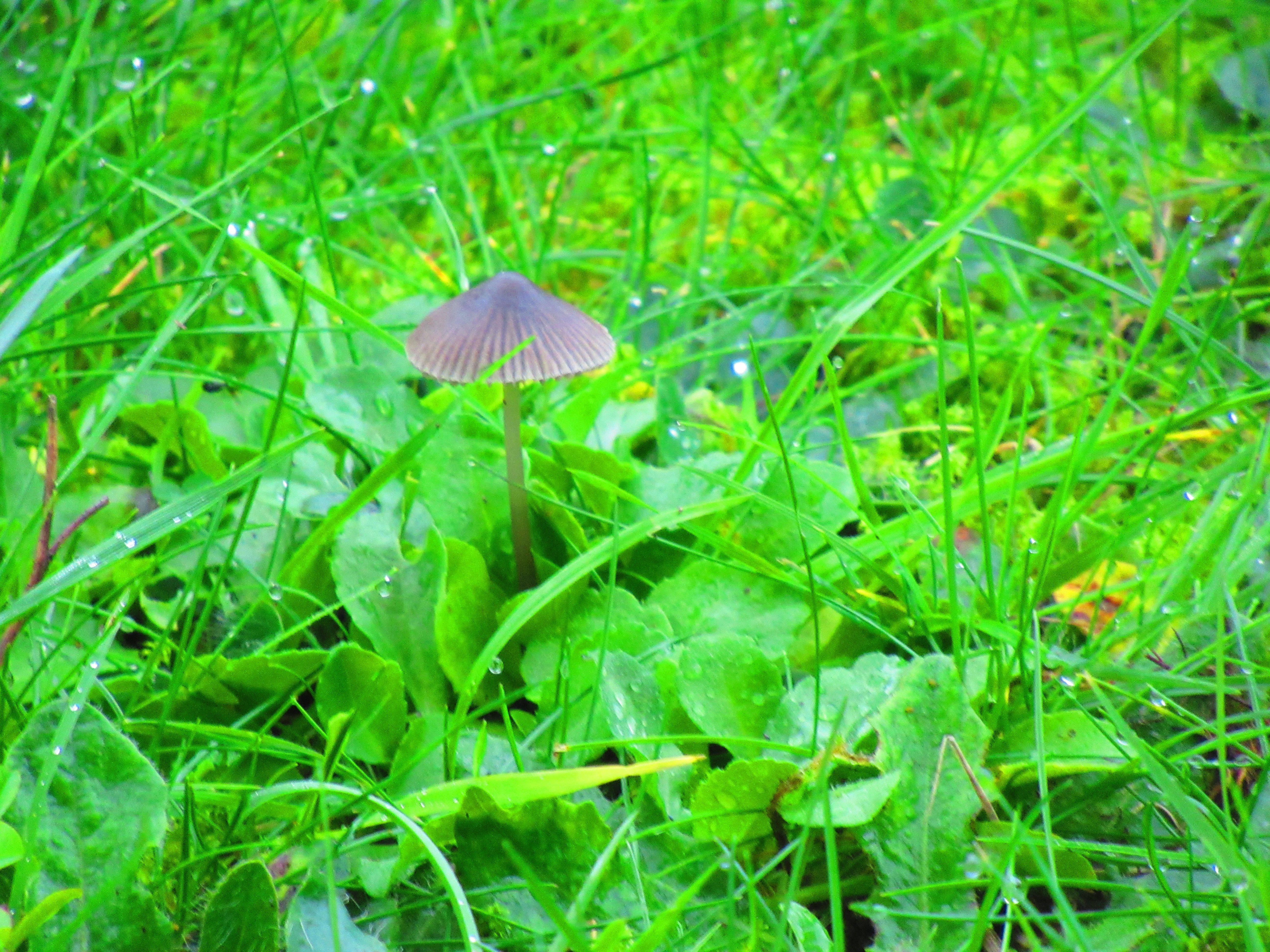 Petit champignon brun dans l'herbe