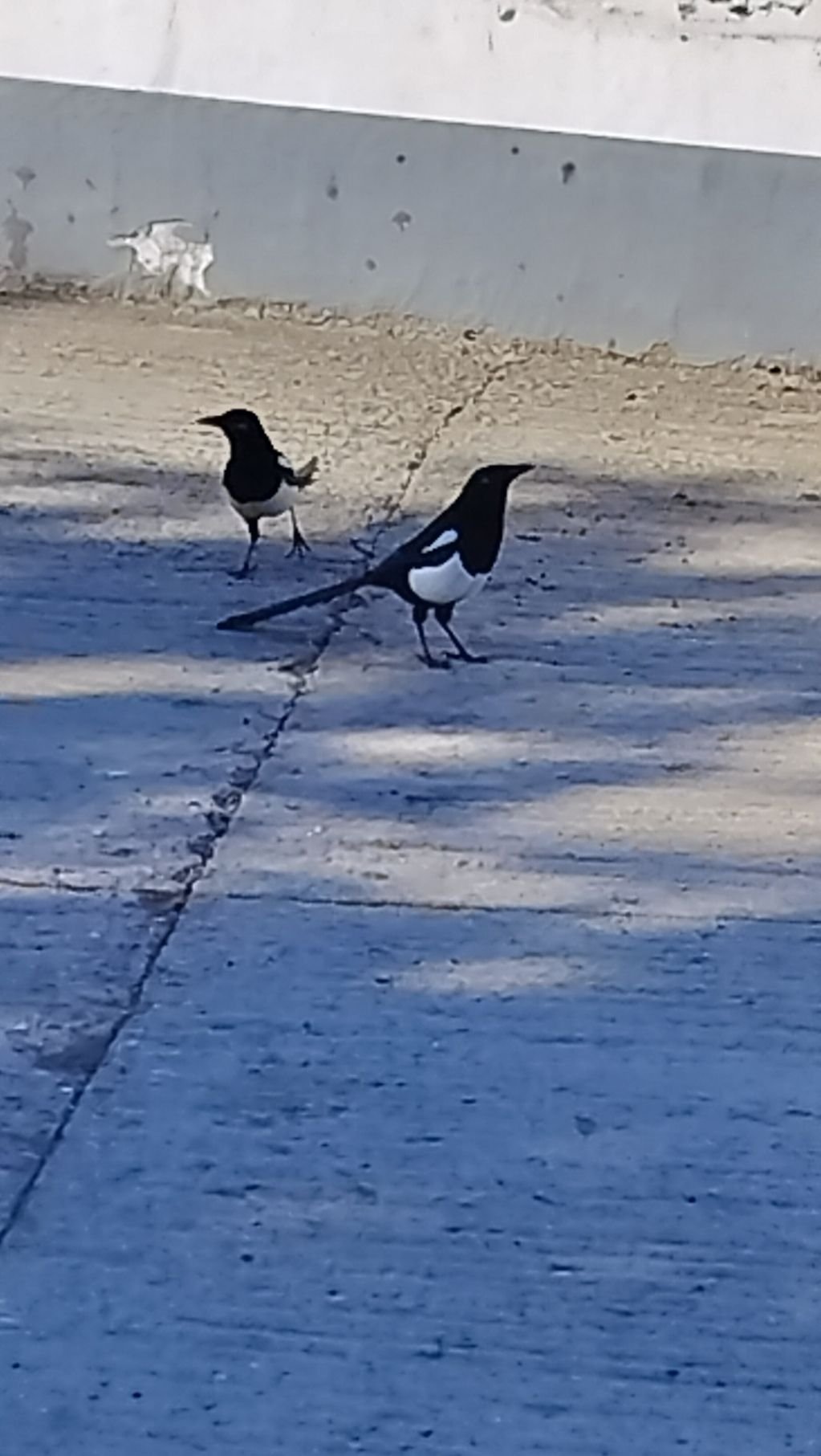 Des oiseaux des pies, photo gratuite