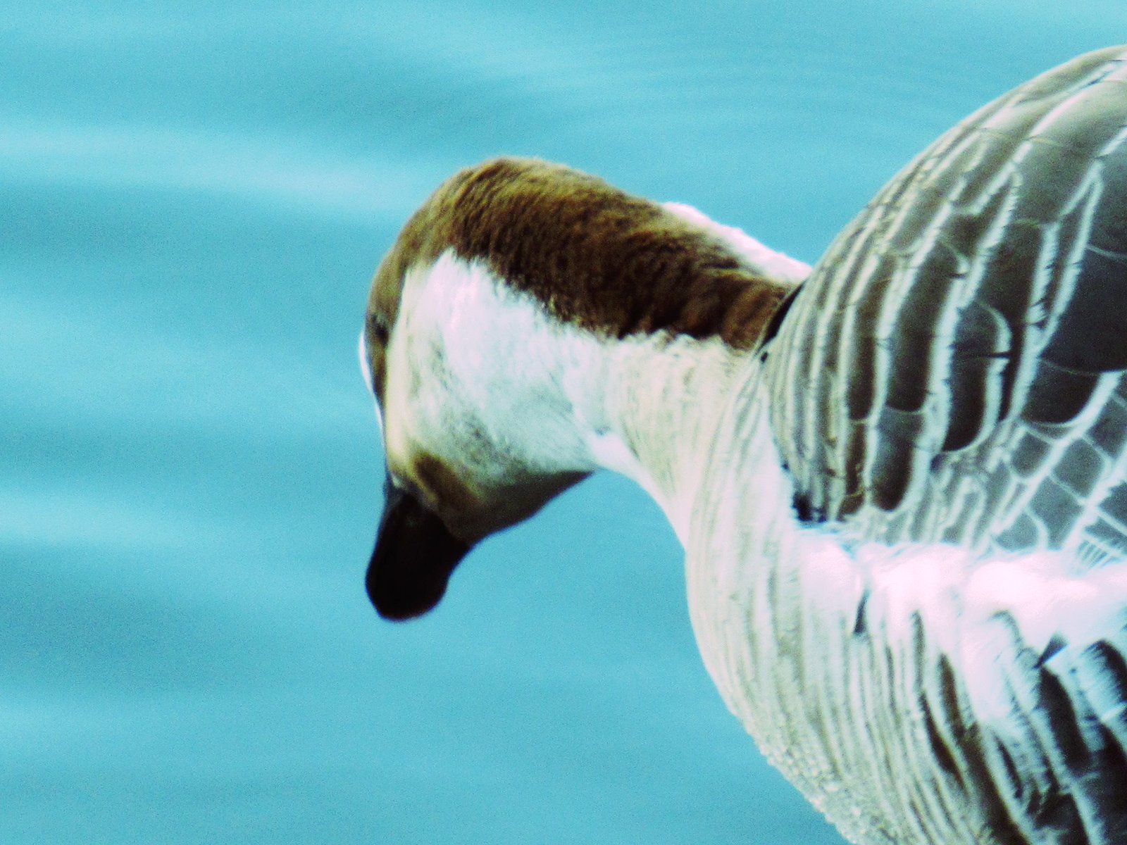 Oie d'égypte, ouette