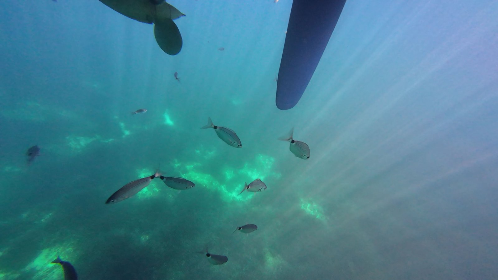 Des poissons nageant sous l'eau, photo gratuite