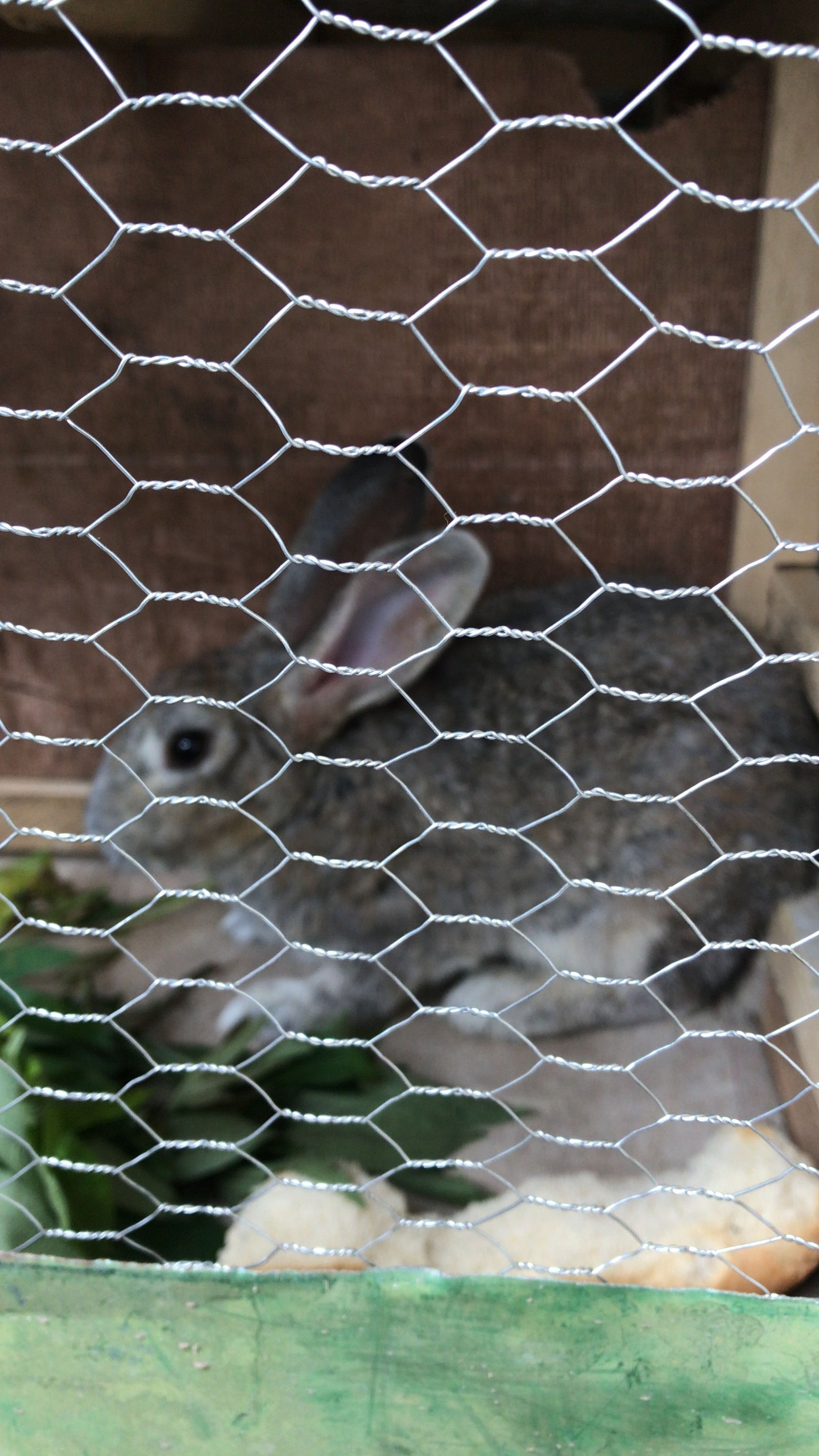 La nutrition chez les lapins photo gratuite
