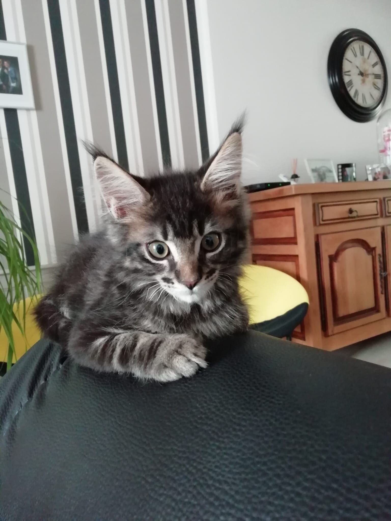 Chat noir, photo gratuite