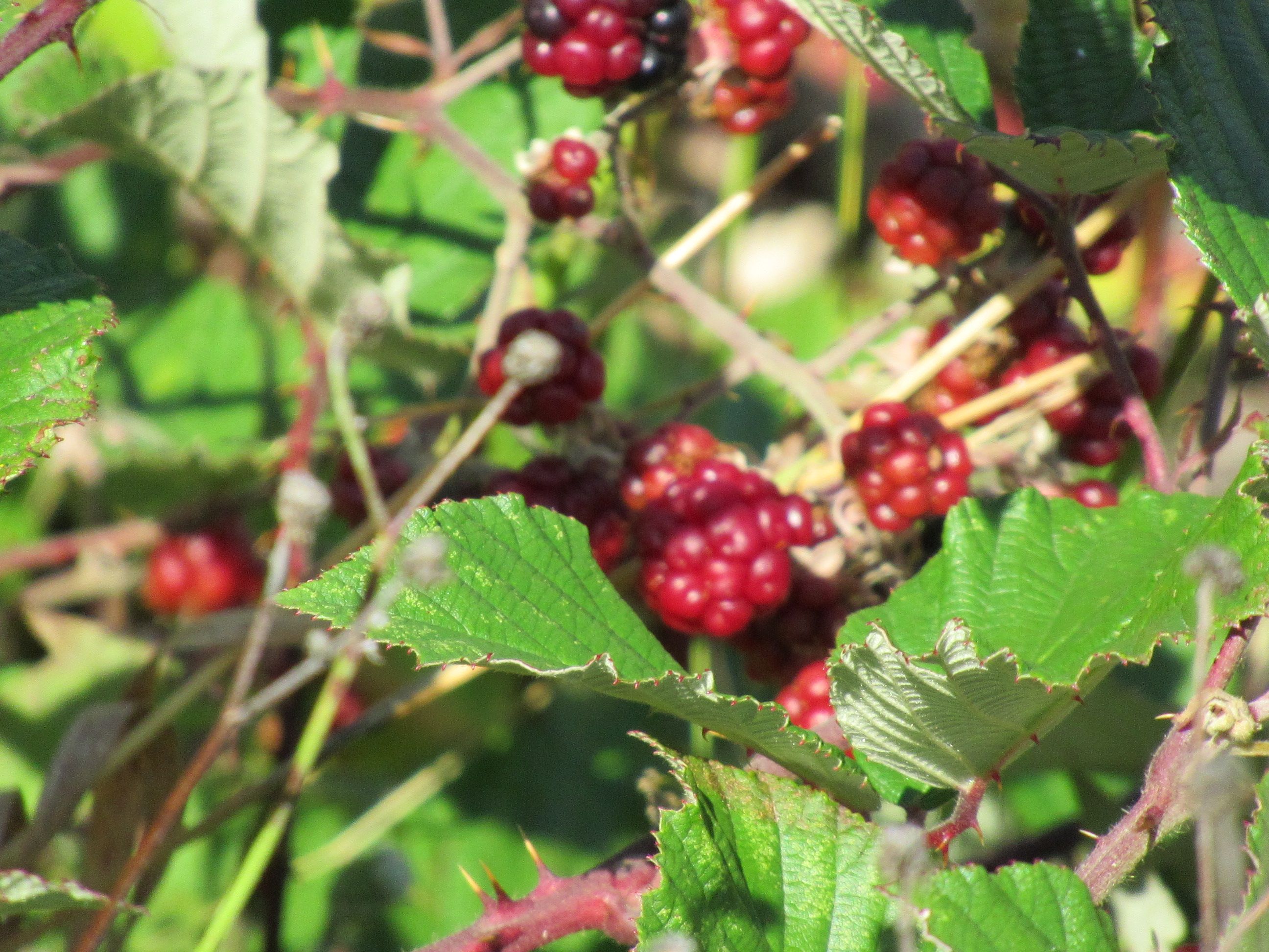 Fruit du mûrier