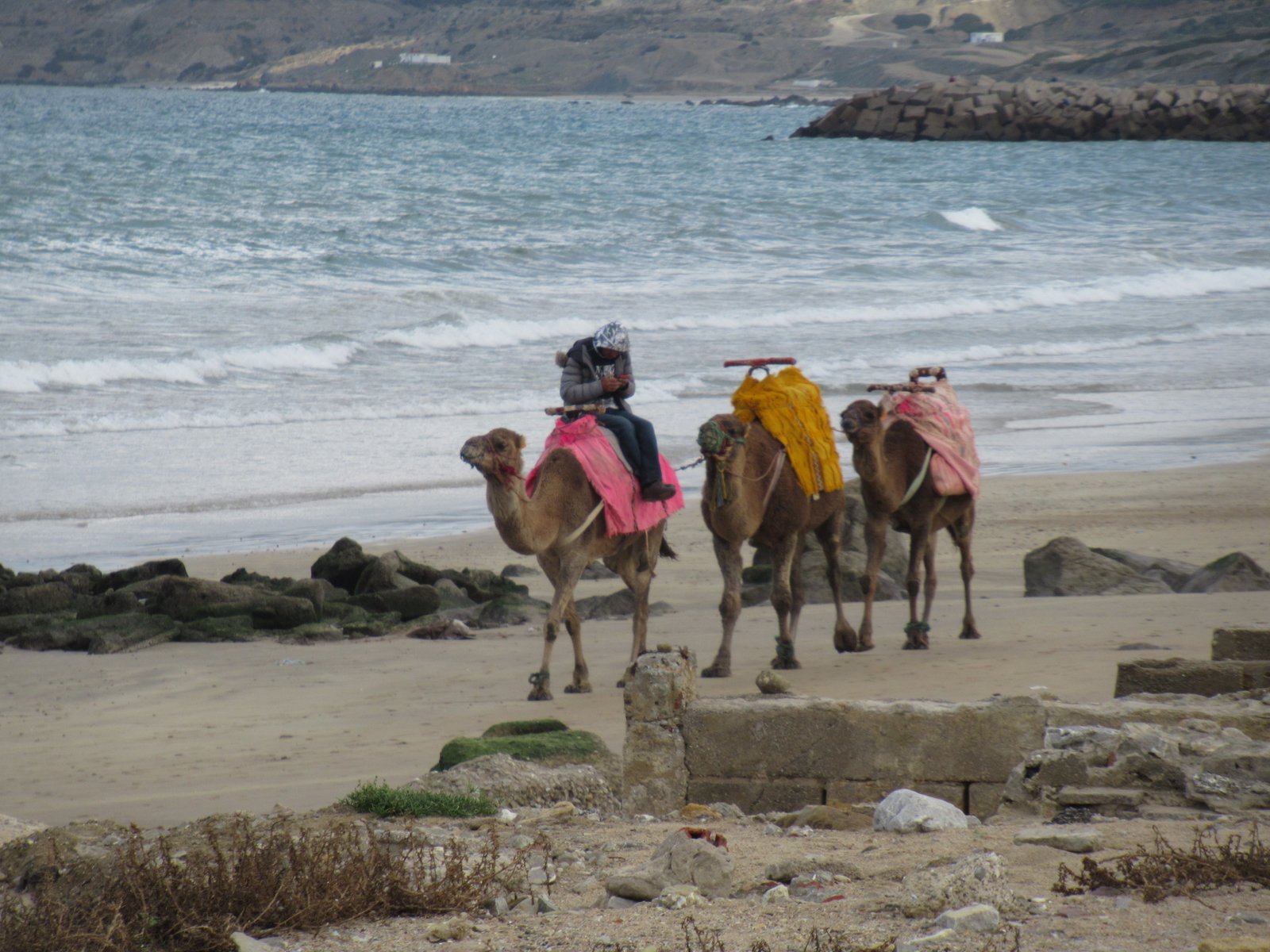 balade à dos de chameaux au bord de la mer photo gratuite