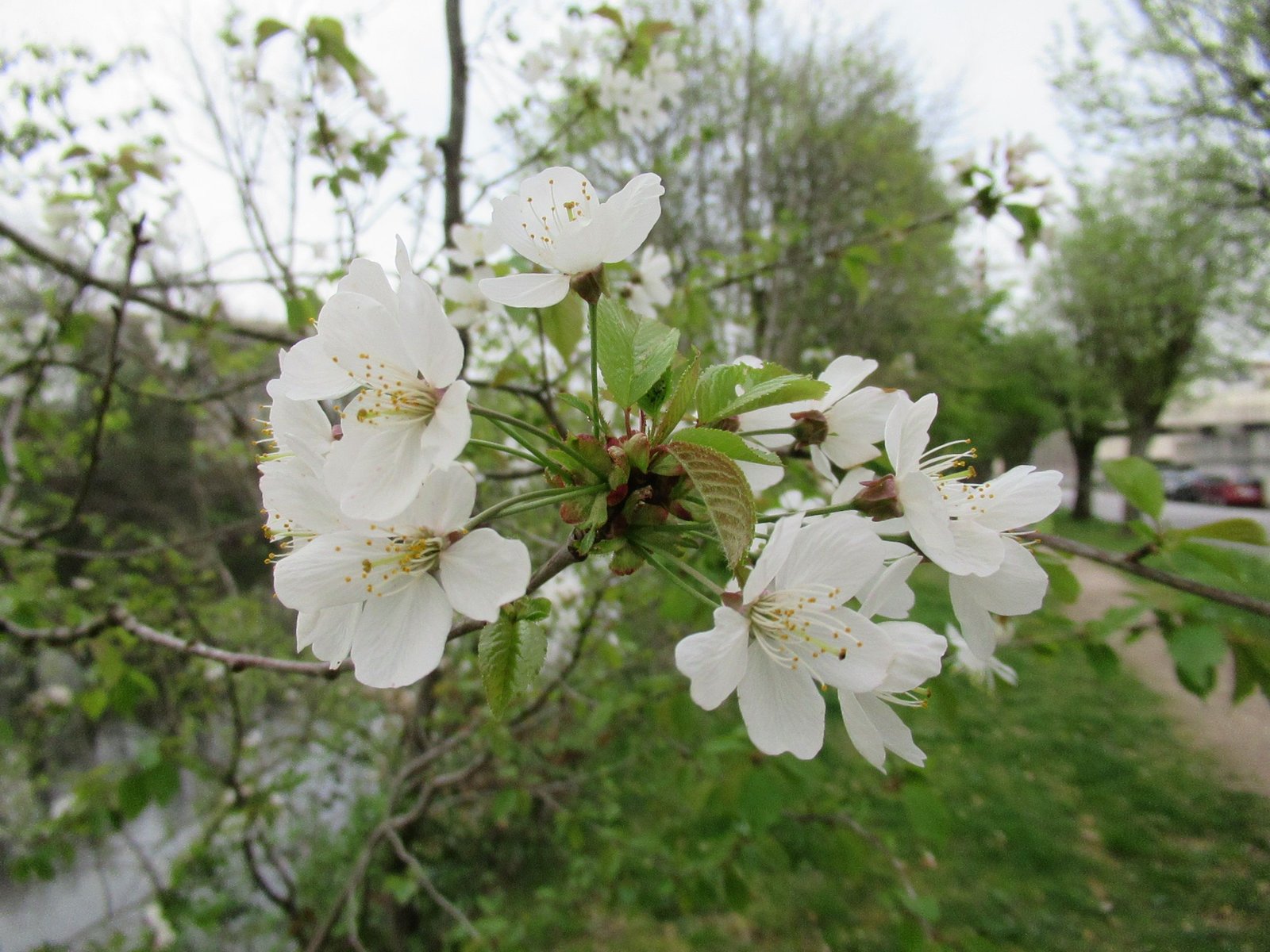 Gros plan sur un cerisier à fleurs blanches