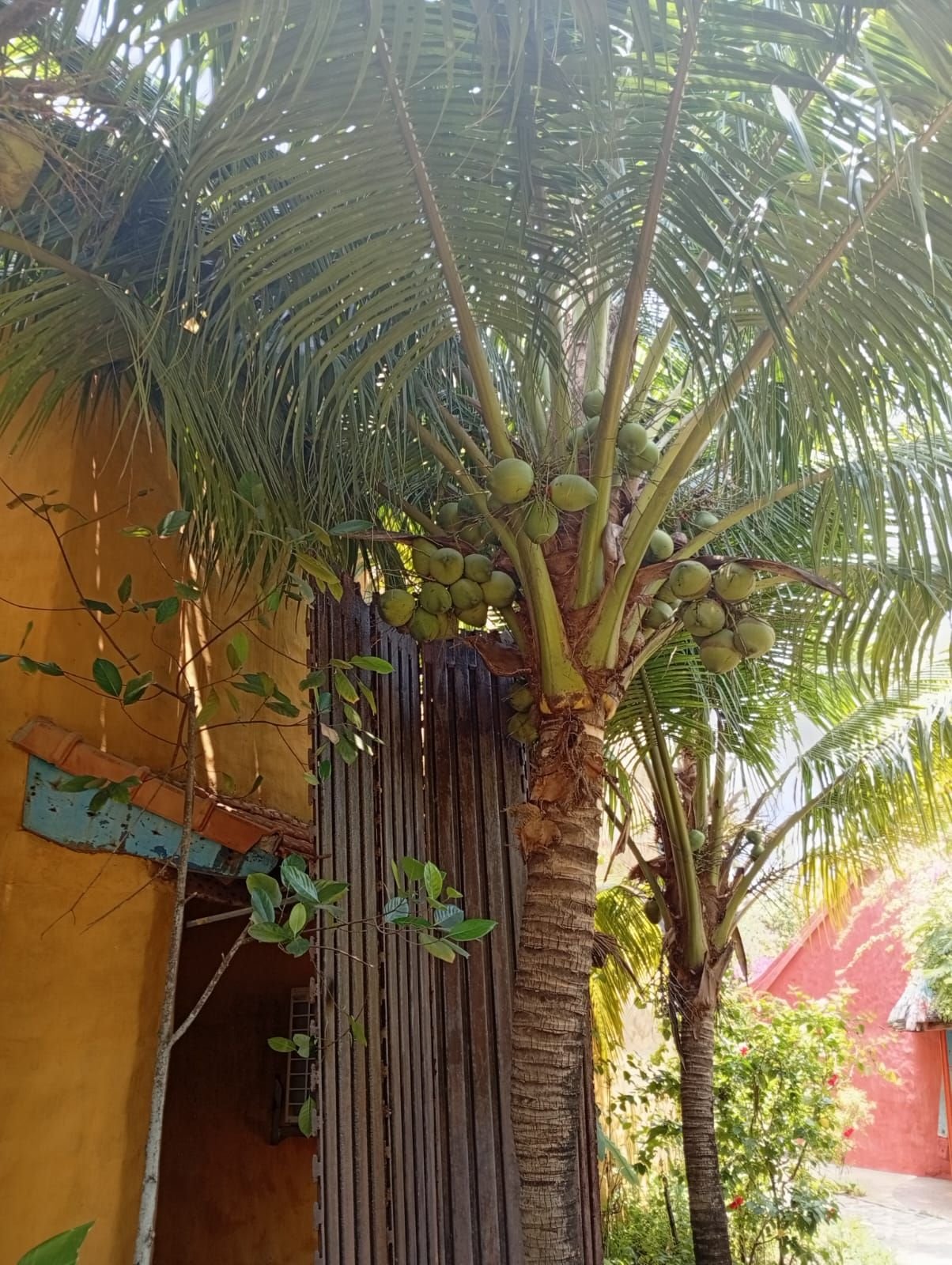 Cocotier, Vietnam, photo gratuite