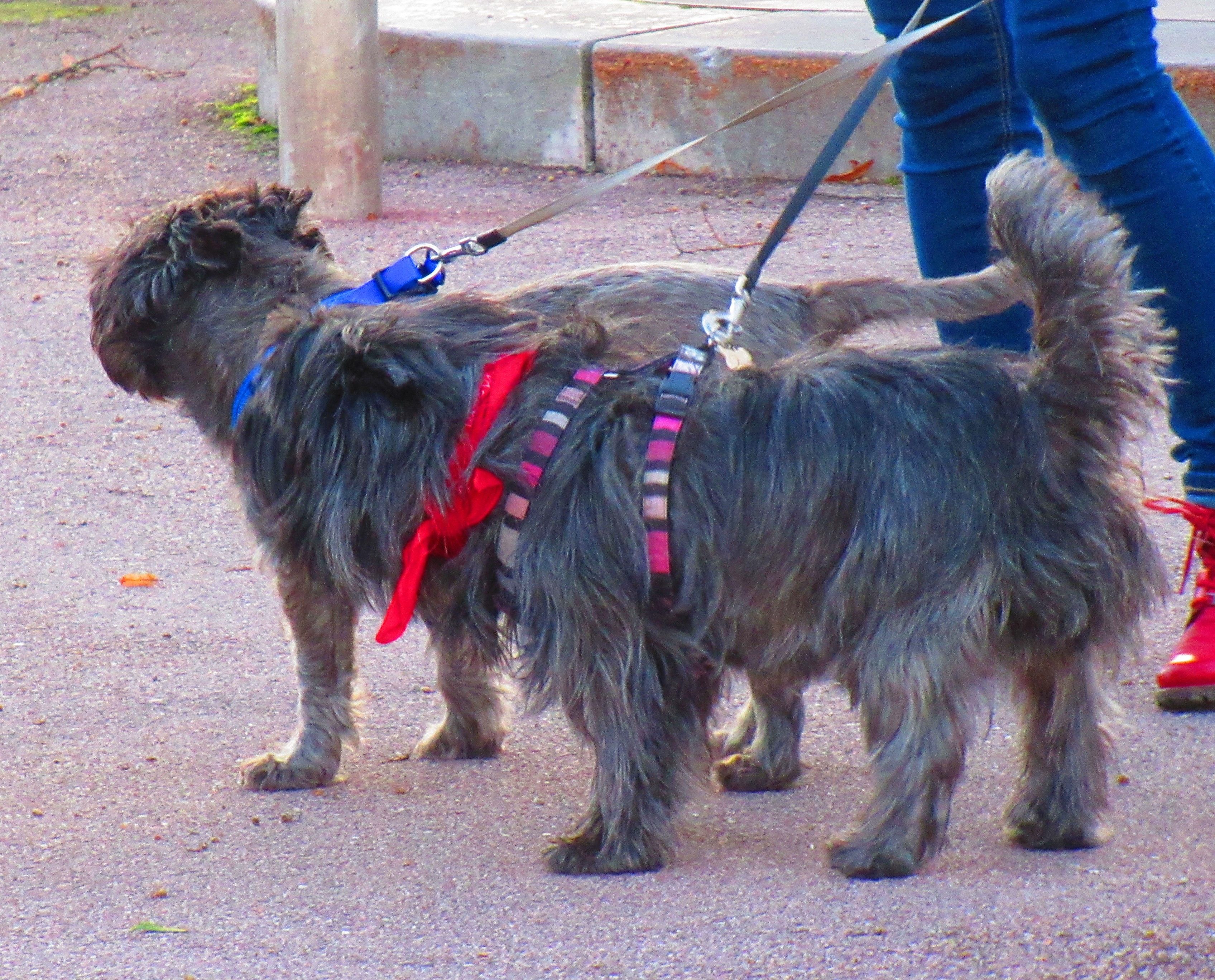 Duo de chiens gris
