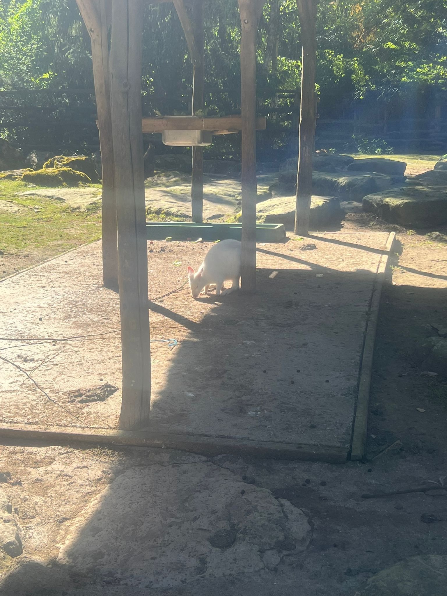 Wallaby albinos, Zoo d'Amneville, Lorraine, Moselle, photo gratuite