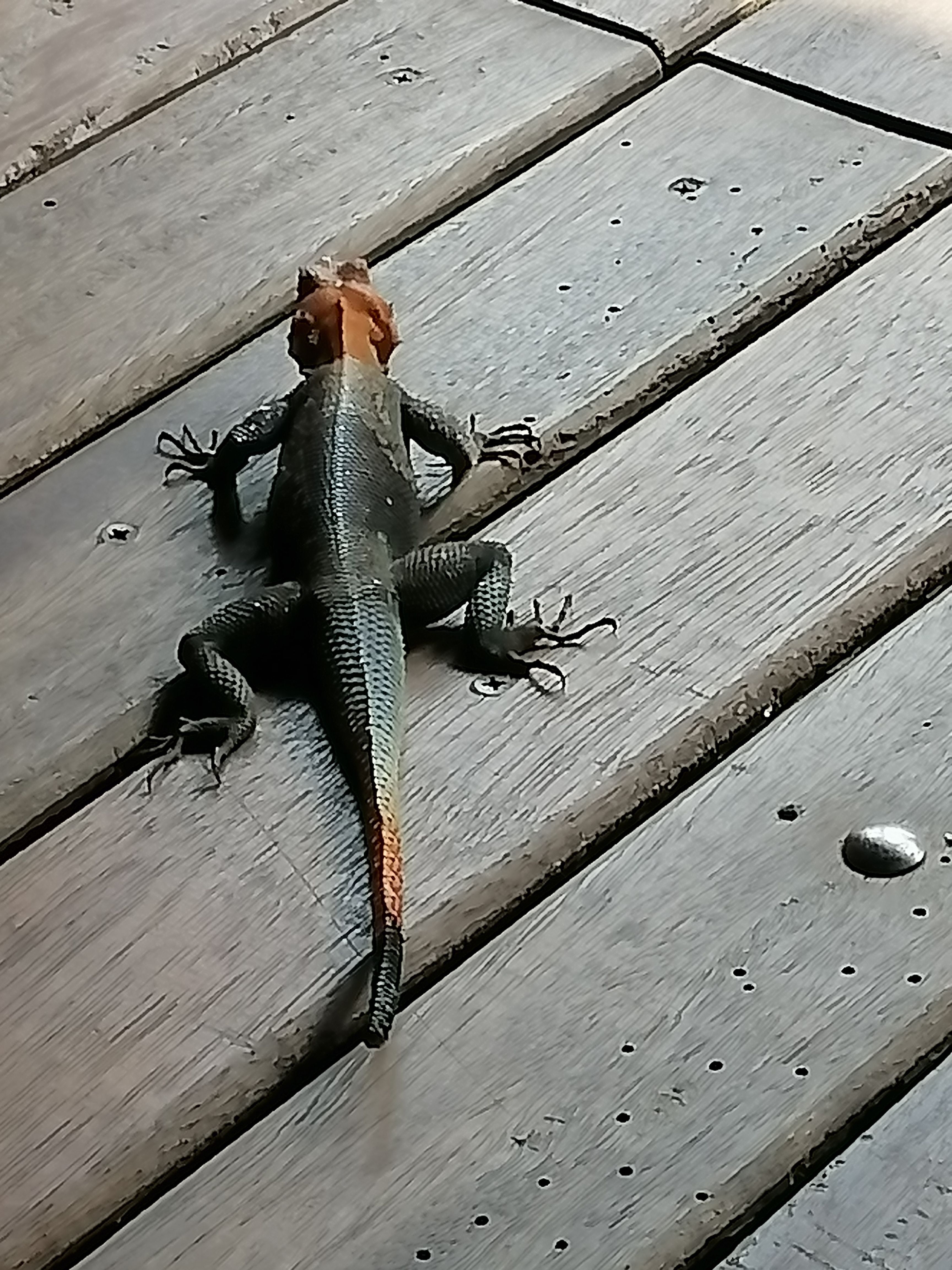 Agama à tête rouge