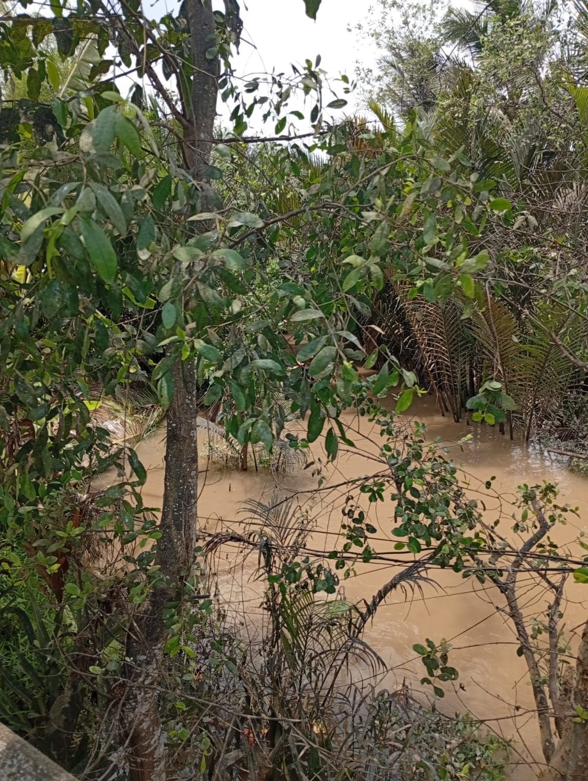 Paysage naturel, rivière, arbre, Vietnam, photo gratuite