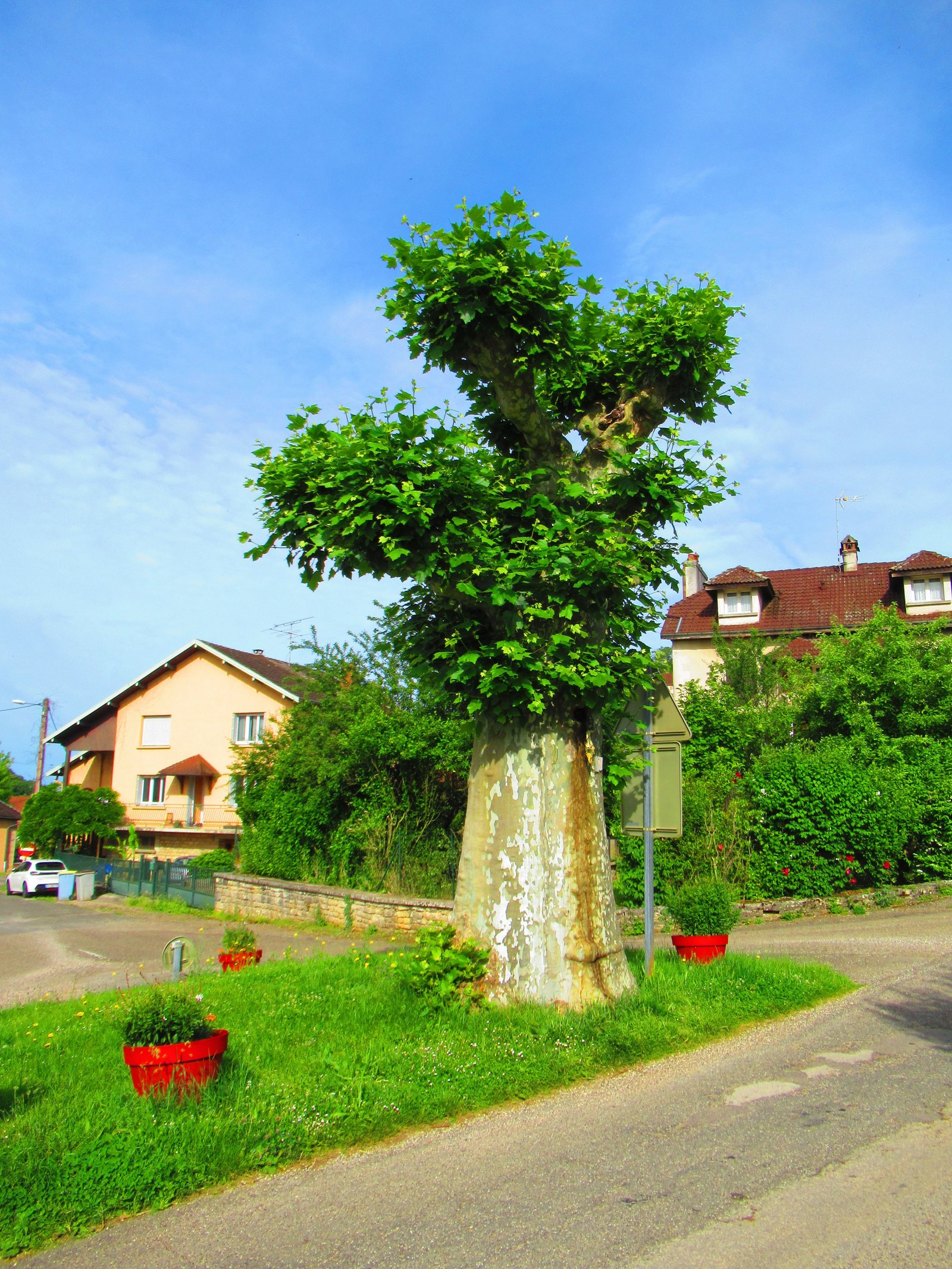 Un arbre au milieu de la rue, un platane, photo gratuite