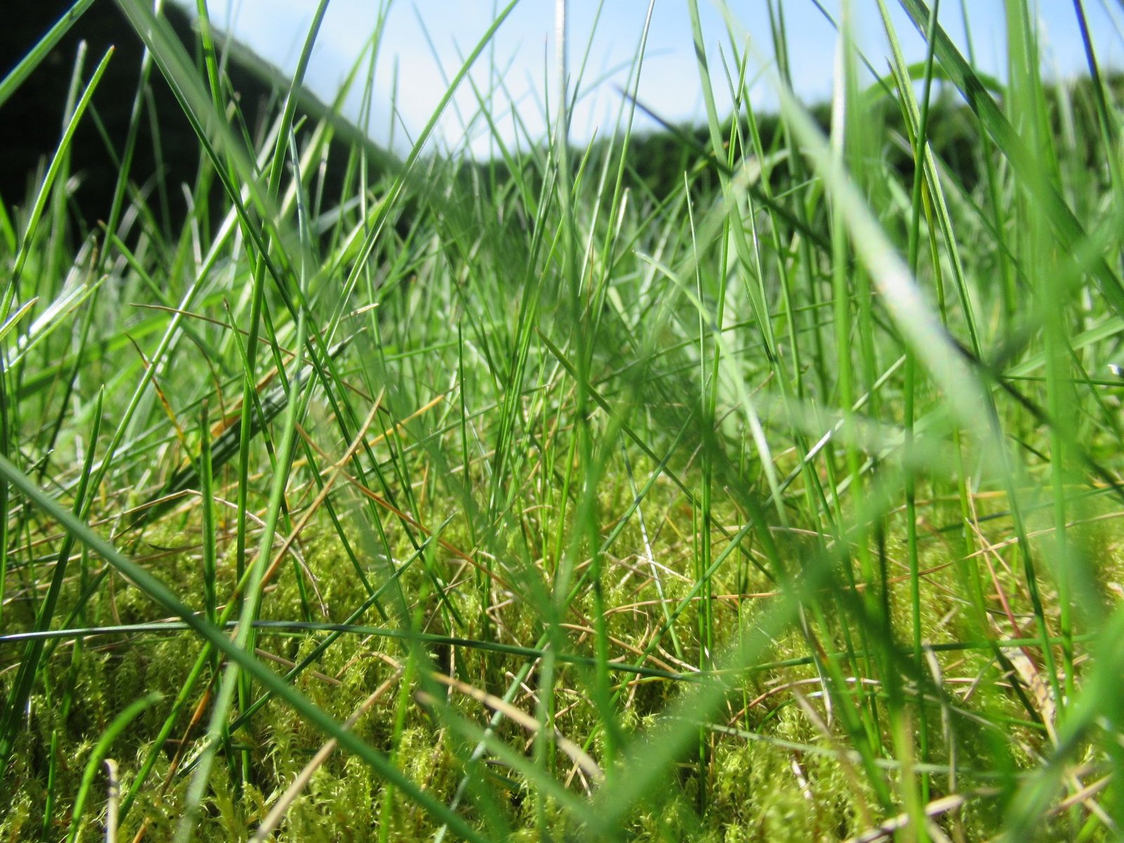 Des herbes, pelouse, photo gratuite