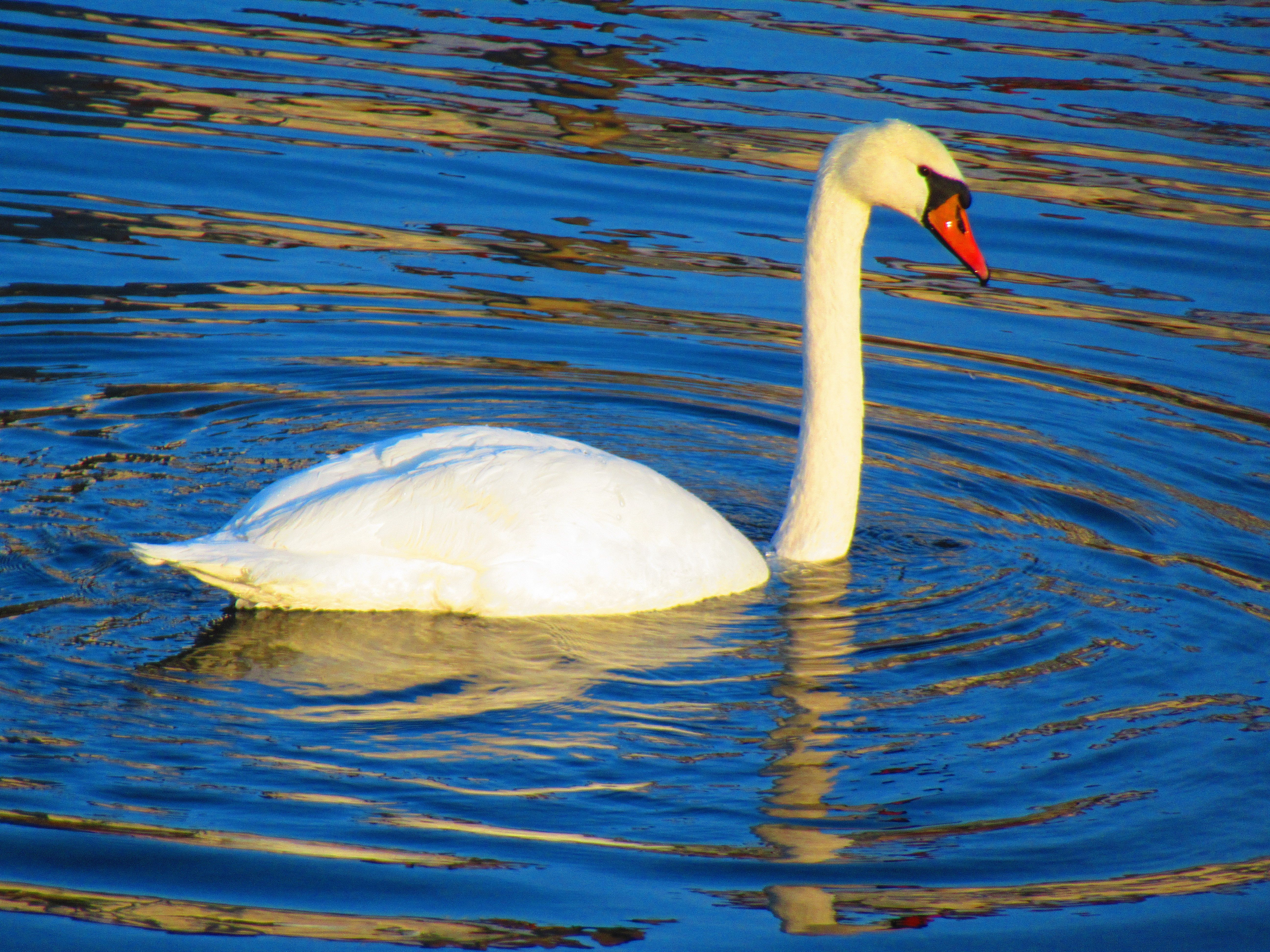 Cygne