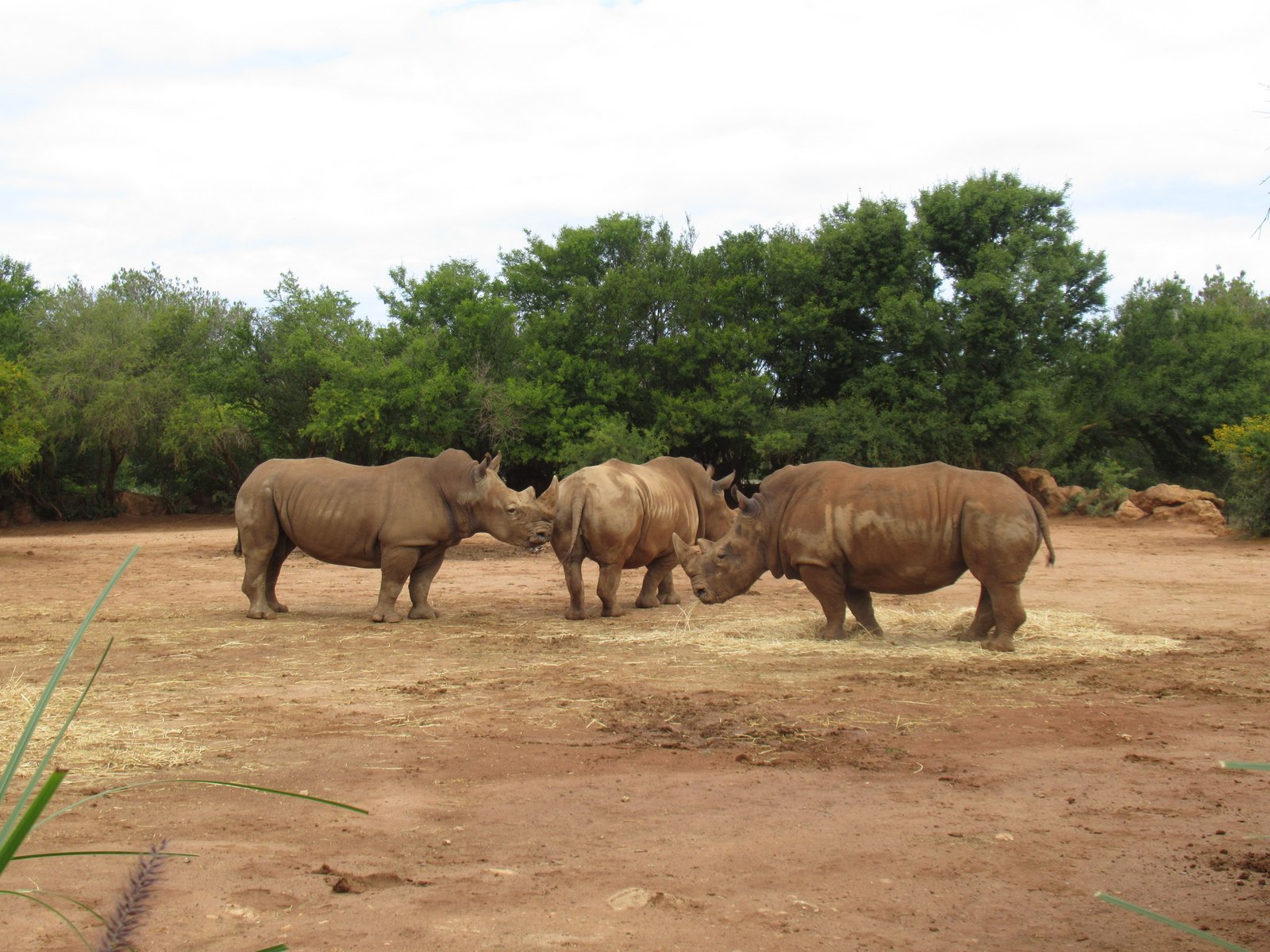 Troupeau de Rhinocéros du zoo de Rabat au Maroc