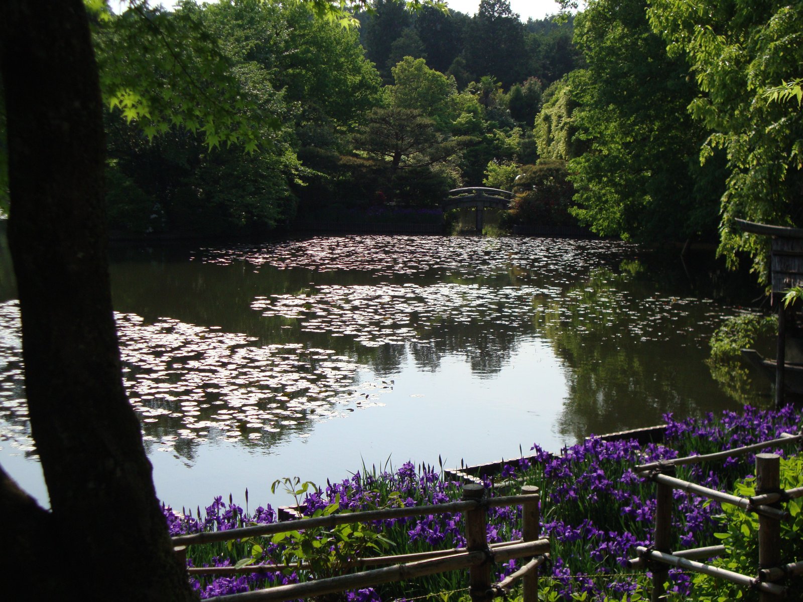 Grand jardin de promenade qui comprend un étang, le Kyoyochi, photo gratuite