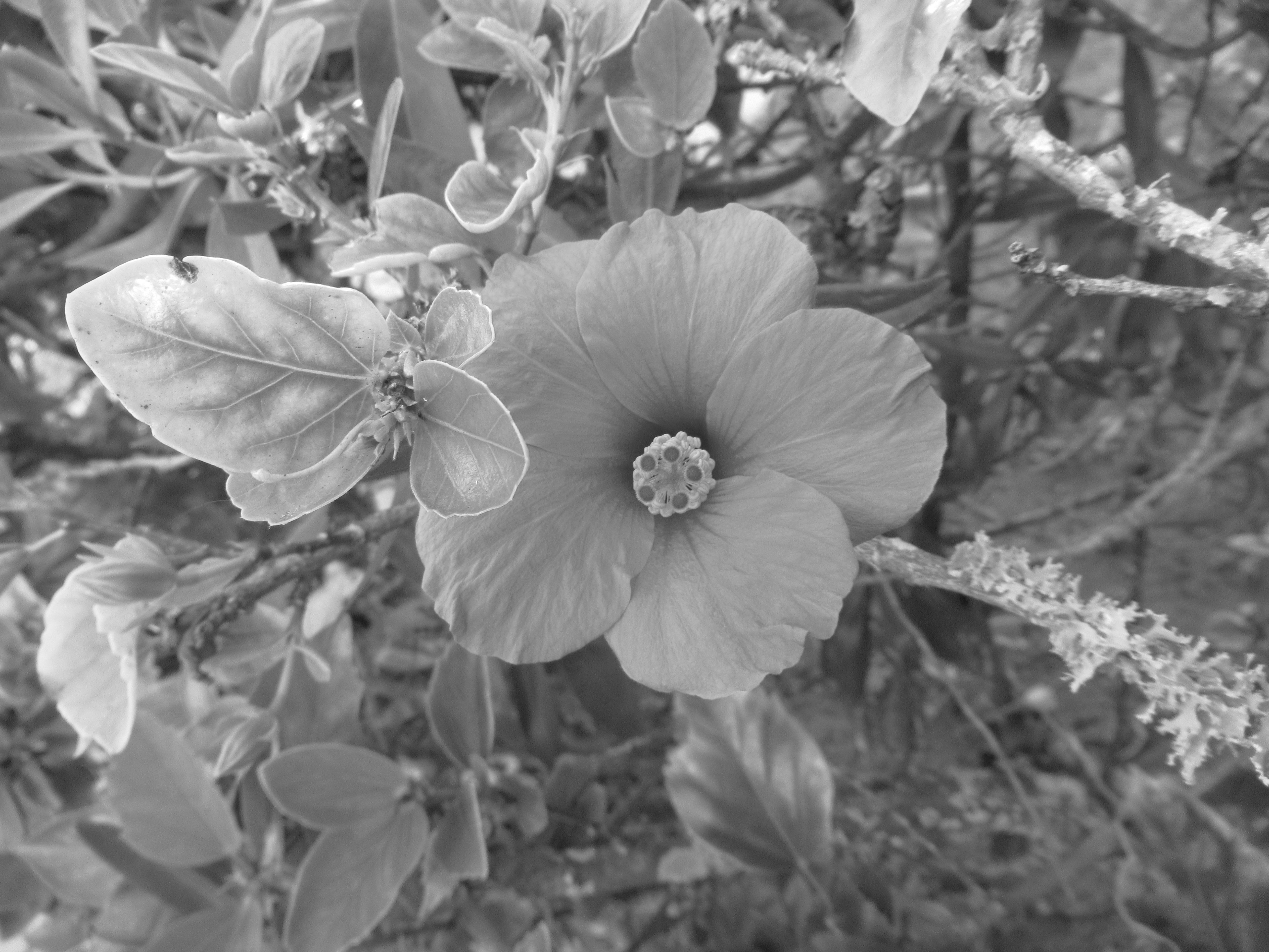 Fleur d'Hibiscus de Chine à cinq pétales