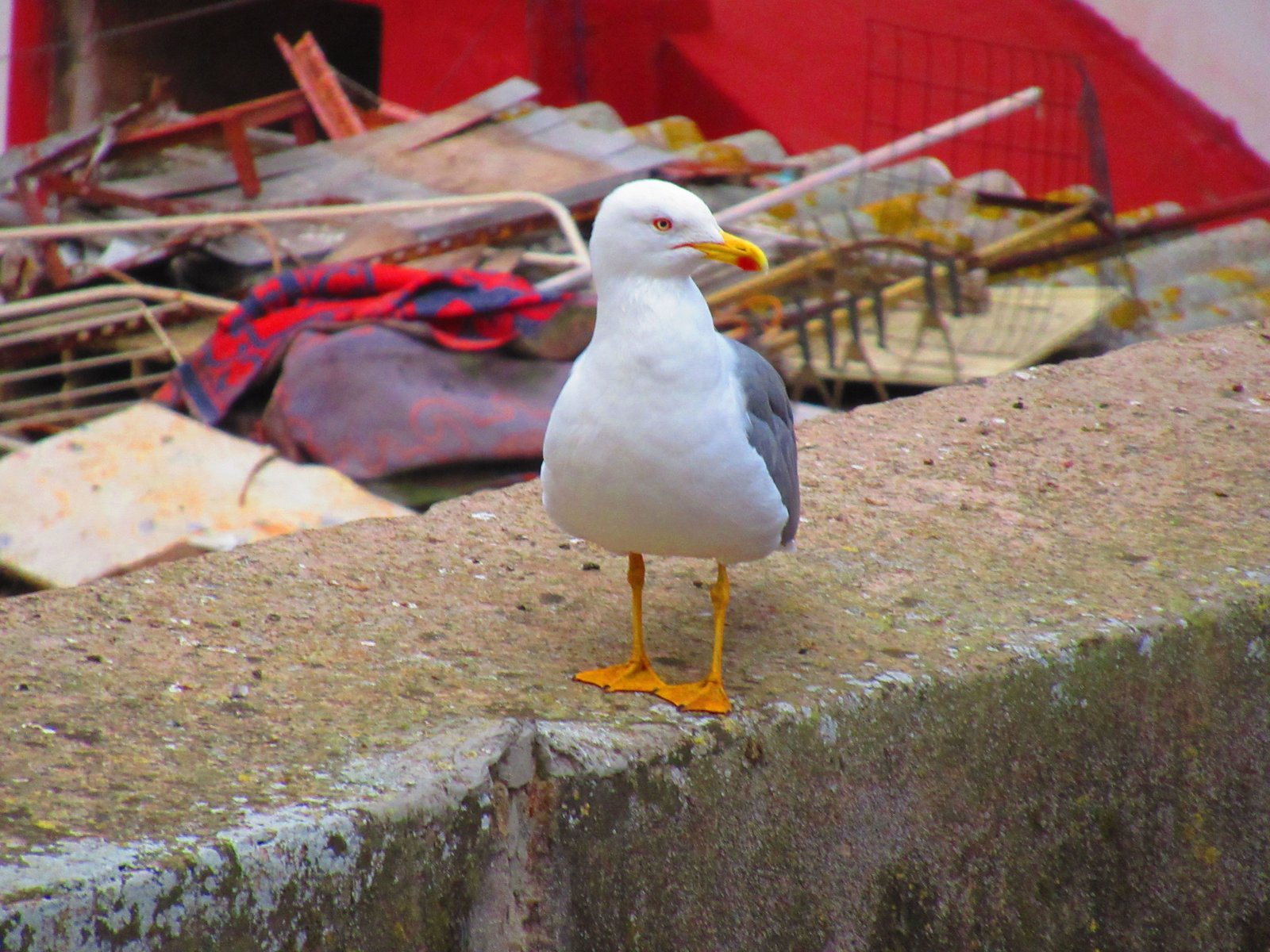 Oiseau Goéland leucophée sur un béton photo gratuite