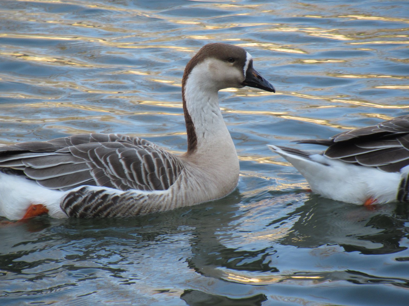 Oie d'égypte, ouette