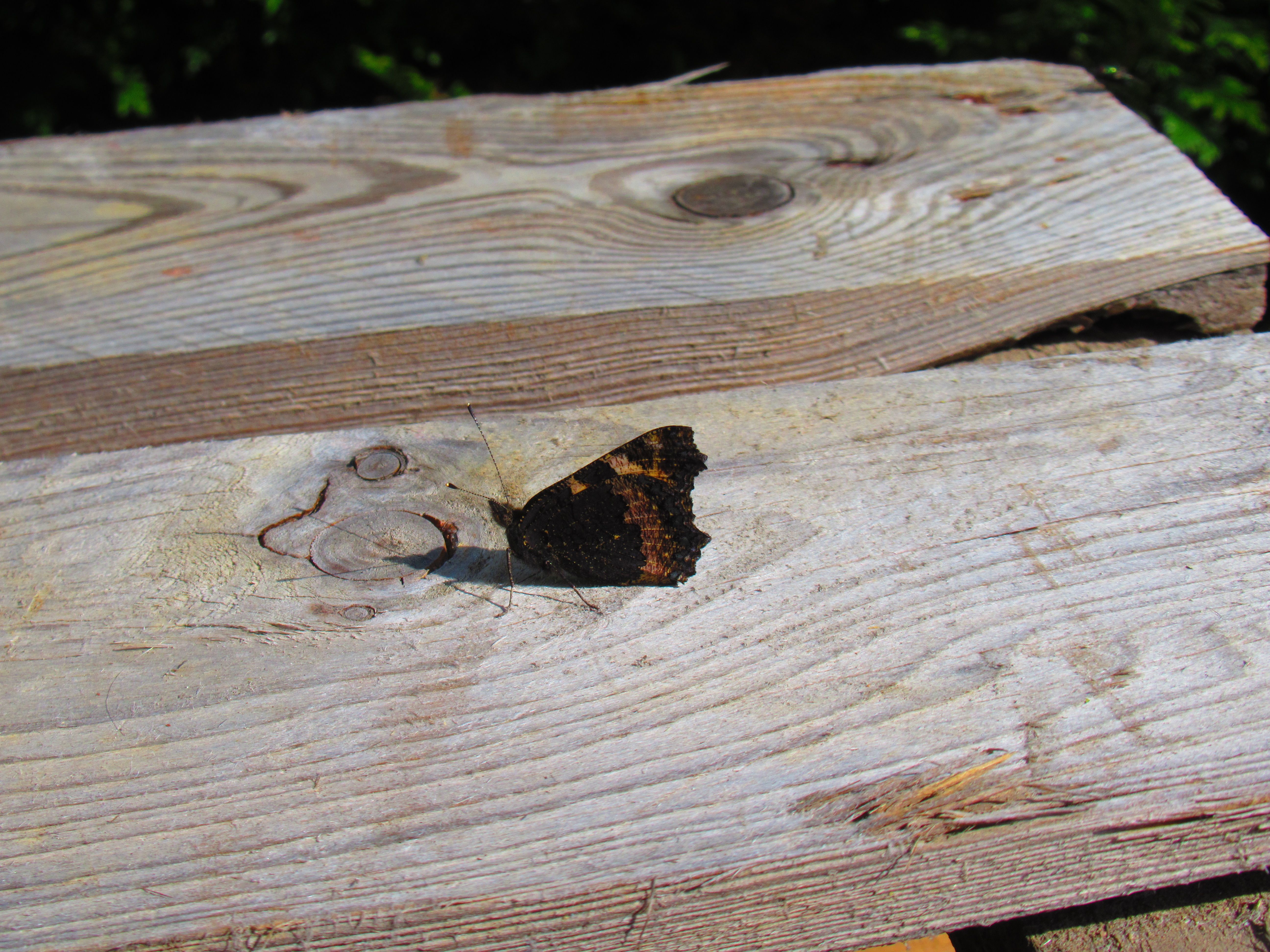 Papillon brun et noir